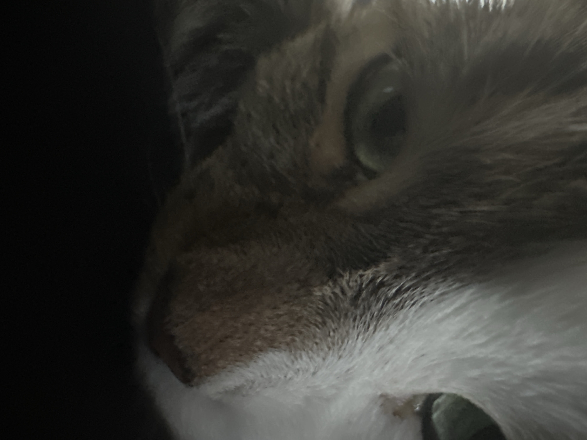 The image is a close-up, low-angle shot of a cat's face, with the focus on its eye and snout. The cat's fur is a mix of grey, white, and brown. Its eye is a light green color. The background is dark and out of focus, making it difficult to discern any specific details about the environment. There are no visible signs of the location in Kyiv, Ukraine.