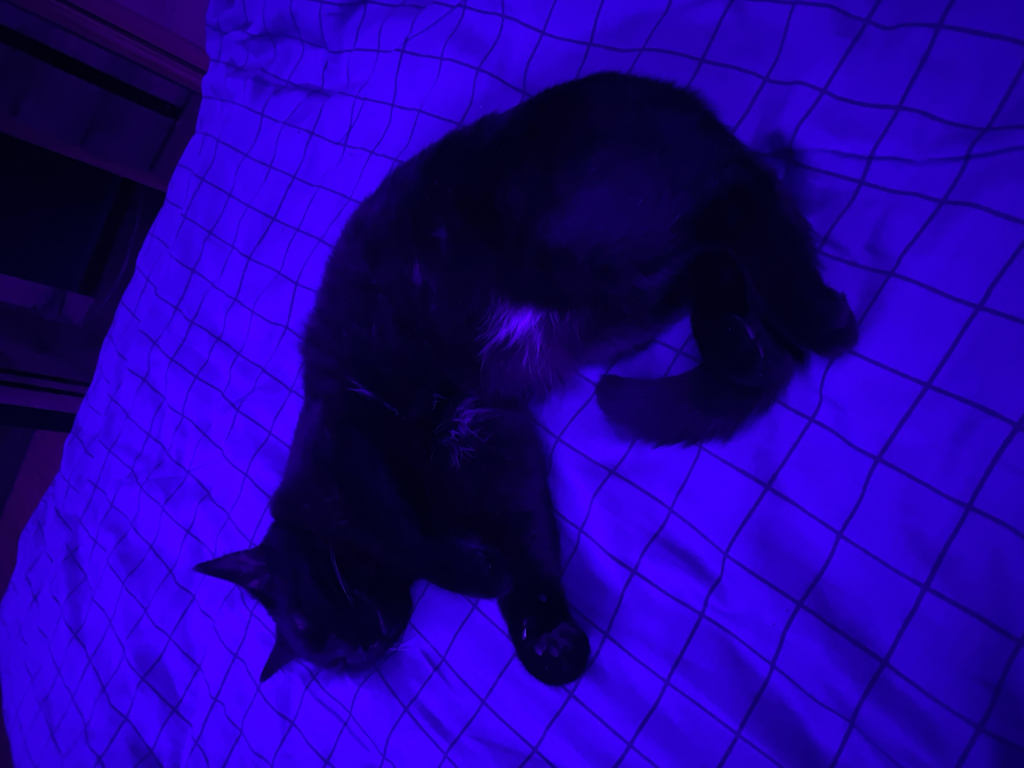 A black cat lies on a bed with a light blue grid-patterned sheet. The bed is next to a dark wooden nightstand. The scene is illuminated by a strong blue light. Location: Not discernible, does not appear to be in Izhevsk.