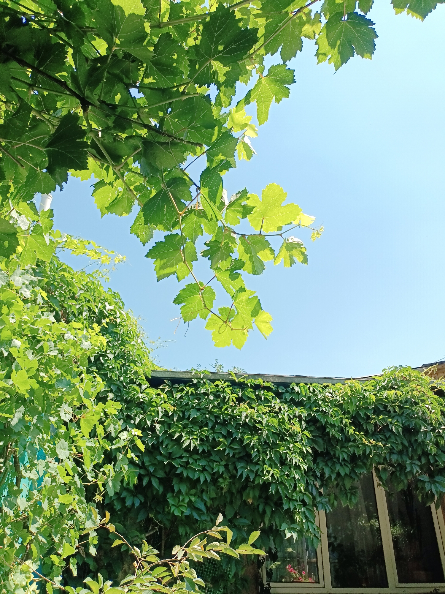This is a low-angle shot of lush green foliage in Almaty, Kazakhstan. The foreground features branches of vibrant green leaves, some of which are backlit by the sun, allowing their veins to be seen clearly. In the background, a dense wall of ivy covers the top of a building with a dark roofline. A portion of a window with tinted glass is visible on the right side of the frame, reflecting some of the surrounding greenery and possibly some potted flowers. The sky is a clear, bright blue. The scene depicts a natural, overgrown urban setting, likely a private garden or courtyard.