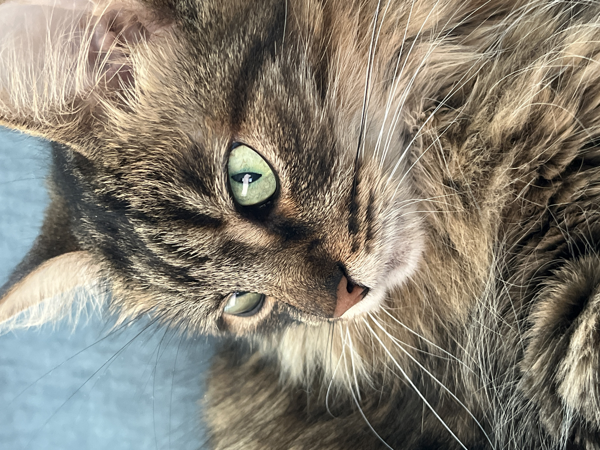 A close-up, eye-level, outdoor shot shows the left side of a domestic cat's face. The cat has green eyes and brown and black tabby markings on its fur. Its ears are pointed and its whiskers are long and white. The background is a blurry, light blue surface. The image appears to be taken with a shallow depth of field, with the cat's face in sharp focus and the background softly blurred. The lighting is bright and natural, casting a soft shadow on the cat's face.