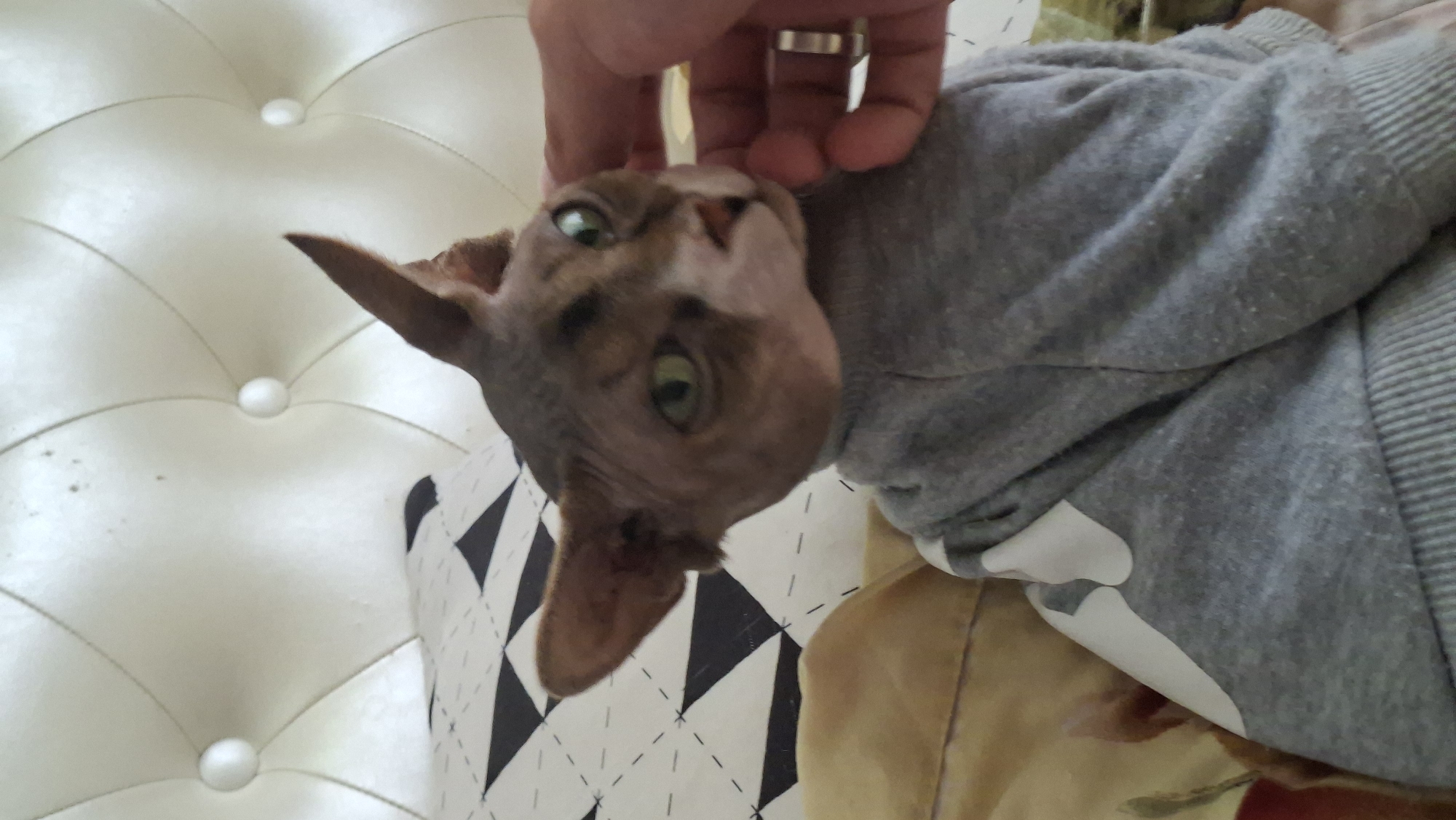 A close-up, slightly angled shot shows a hairless cat, likely a Sphynx, wearing a grey sweatshirt with a white graphic design. The cat has large ears and green eyes, and its head is tilted as if being petted by a person's hand, visible on the right side of the frame. The cat is resting on a bed with a tufted, white headboard and a pillow with a black and white geometric pattern. The background suggests an indoor setting, possibly a bedroom. The image does not contain any information about the city of Myadzyel, Belarus.