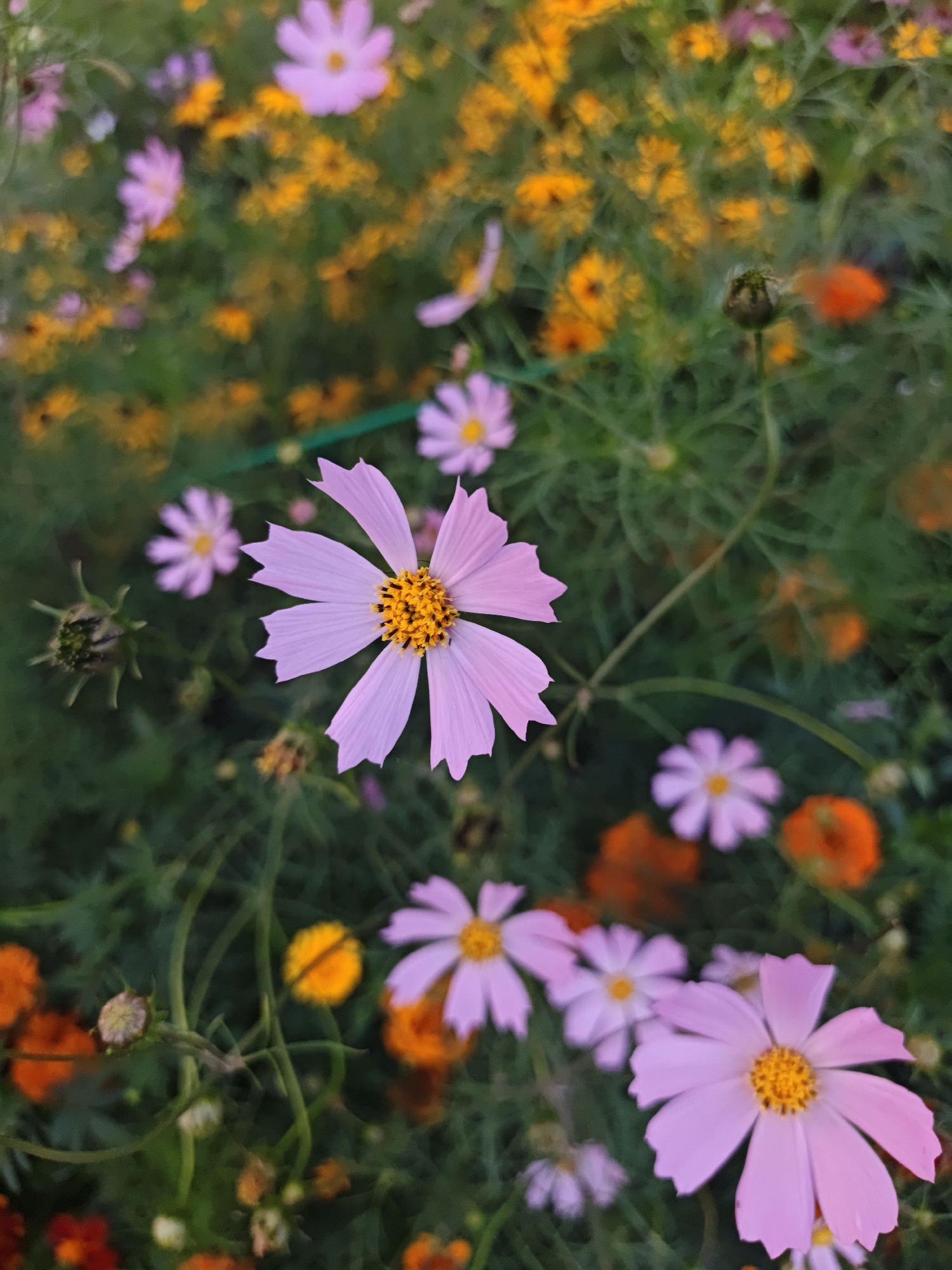 A close-up, high-angle shot captures a patch of blooming flowers, predominantly cosmos, in a garden setting. The foreground features a large, pale pink cosmos flower with a vibrant yellow center, its delicate petals fanned out. To its left, a closed bud of a similar flower is visible. In the background, a blur of smaller pink and yellow flowers, along with some orange and red blossoms, creates a soft, colorful tapestry. The foliage is a deep green, providing a rich backdrop for the blooms. The scene is consistent with a well-maintained garden, potentially located in a residential area or public park in Shcherbinka, Russia, given the specified location. No people are present in the image, and no specific actions are depicted beyond the natural state of the flowers.