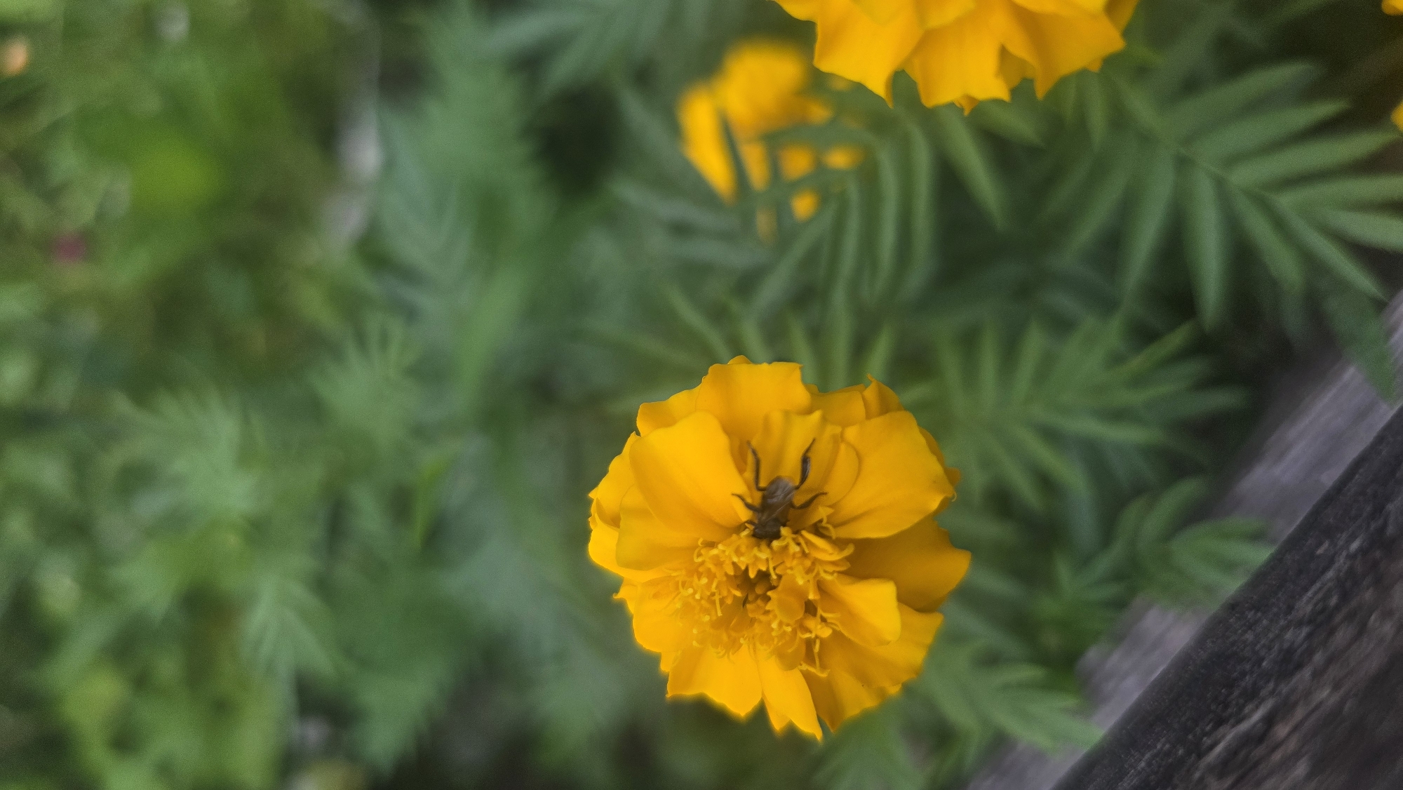 The image shows a close-up of two bright yellow marigold flowers surrounded by green, feathery foliage. A dark-colored insect, possibly a beetle or fly, is on the lower flower. A weathered, gray wooden plank is visible on the right side of the frame. The location, Lhokseumawe, Indonesia, is not discernible from the image content.