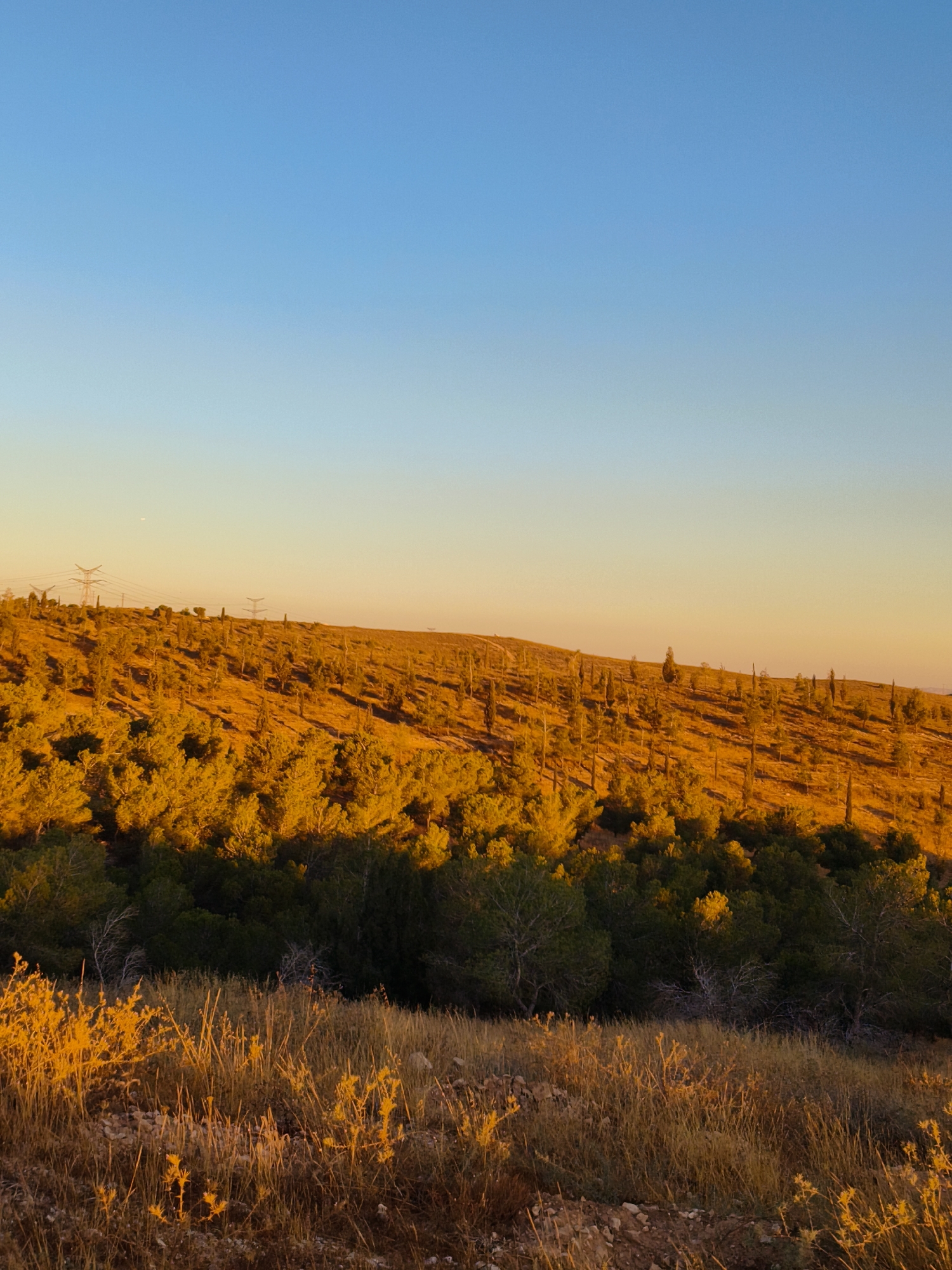 The image depicts a sunset scene in Be'er-Sheva, Israel, likely in a nature reserve or park area. The sky transitions from a deep blue at the top to a soft orange and yellow gradient near the horizon. The foreground features dry, golden grasses and wildflowers illuminated by the warm light of the setting sun, with some sparse, rocky ground visible.
The middle ground is dominated by a hillside covered with a dense mix of trees and vegetation. The trees are illuminated from the side by the low-angled sun, casting long shadows and highlighting the textured surface of the hill with shades of orange, yellow, and brown.
In the background, the crest of the hill is visible, with several tall, slender trees scattered across it. Beyond the hill, a clear line separates the land from the sky. On the far left of the background, the tops of several electricity pylons and transmission lines are discernible against the sky, suggesting proximity to infrastructure. A faint, small white dot, possibly the moon or a distant light, is visible in the upper left portion of the sky, above the pylons. The overall atmosphere is serene and natural, with the warm sunset light creating a dramatic and picturesque landscape.