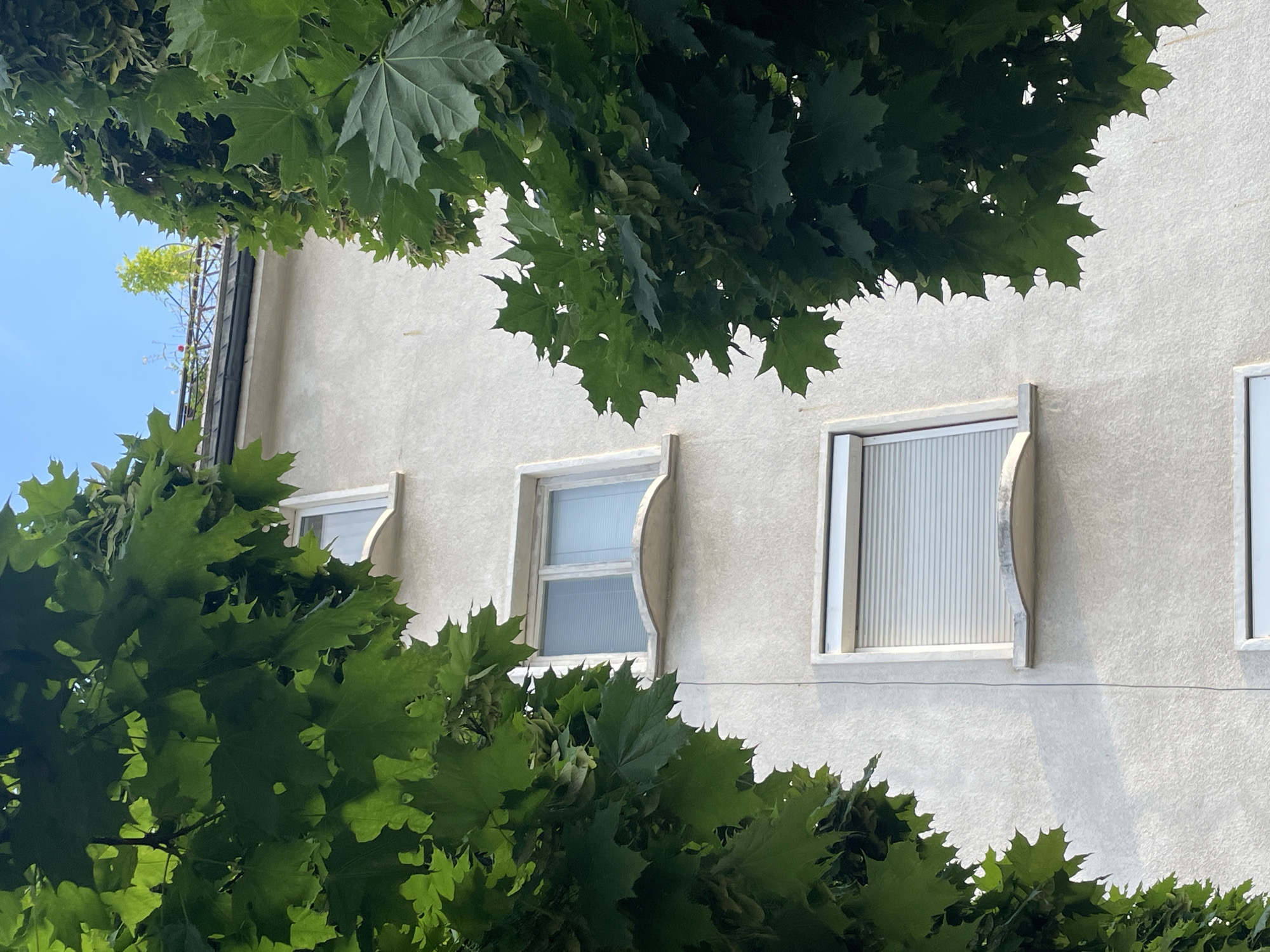 The image captures a close-up view of a light-colored building facade, likely an apartment building, observed through lush green foliage. The building has several windows, some with white frames and blinds, and one appears to have a metal roller shutter. The windows are set within curved sills. The building's exterior is textured and painted a light, possibly off-white color. The foliage, consisting of large, serrated leaves that appear to be from a sycamore or maple tree, partially obscures the building, creating a natural framing effect. The sky above is blue and clear. In the upper portion of the image, a rooftop with some greenery and a railing is visible, suggesting urban residential architecture. There is no indication of people or any activity within the image. This scene is consistent with an outdoor view in an urban environment like Sofia, Bulgaria, characterized by residential buildings interspersed with trees.