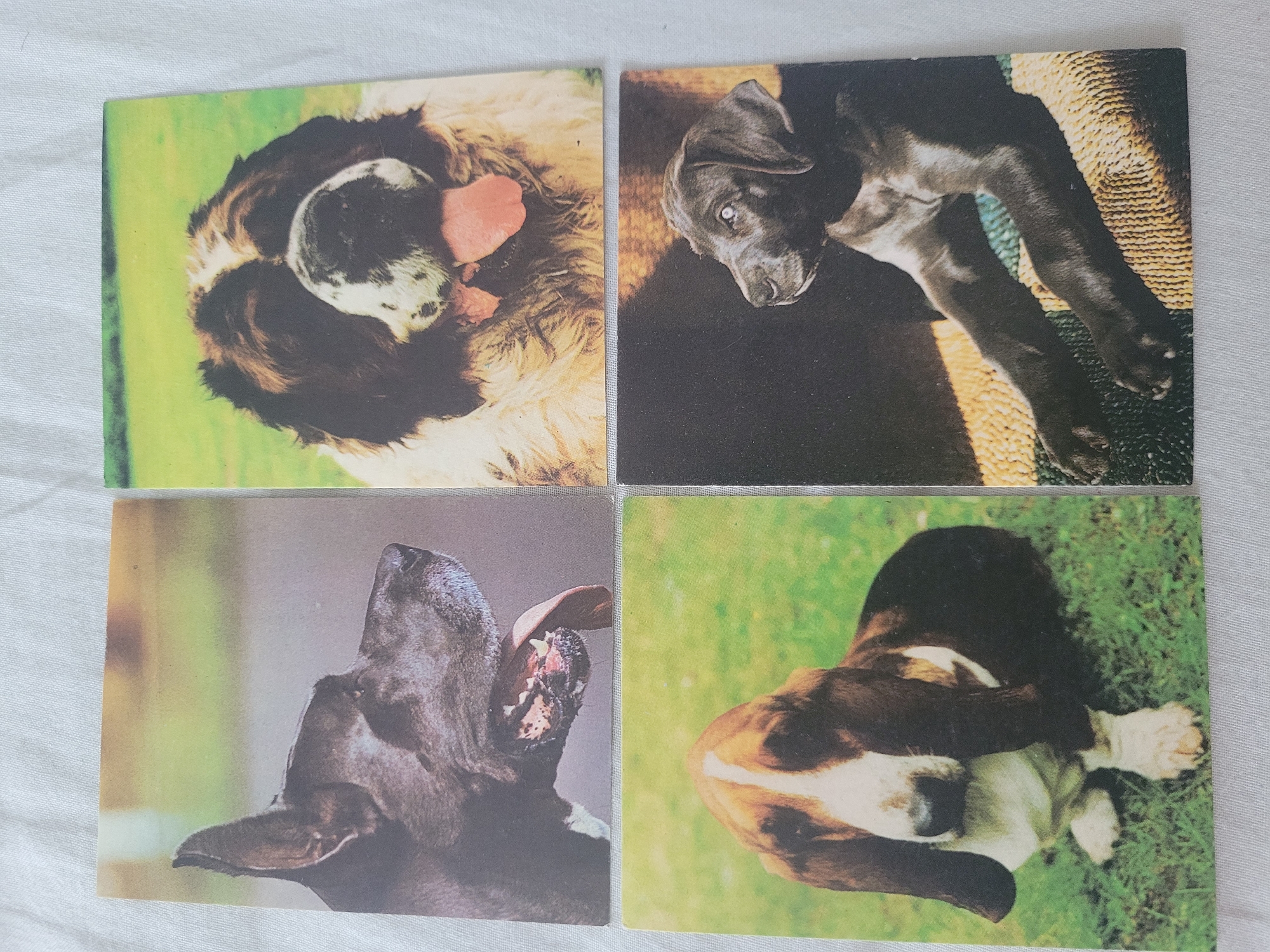 The image displays four square-shaped photographs of dogs arranged in a 2x2 grid. The top-left photograph shows the head of a dark-colored dog in profile, with its mouth open and tongue extended. The top-right photograph features a large, fluffy dog with brown and white markings, also with its tongue hanging out. The bottom-left photograph depicts a Basset Hound sitting on green grass, with its long ears prominent. The bottom-right photograph shows a dark-colored puppy lying down on a textured surface, looking to the left. There is no discernible location within the city of Jūrmala, Latvia, or any other geographical context provided in the image. The photographs appear to be printed on some form of cardstock.