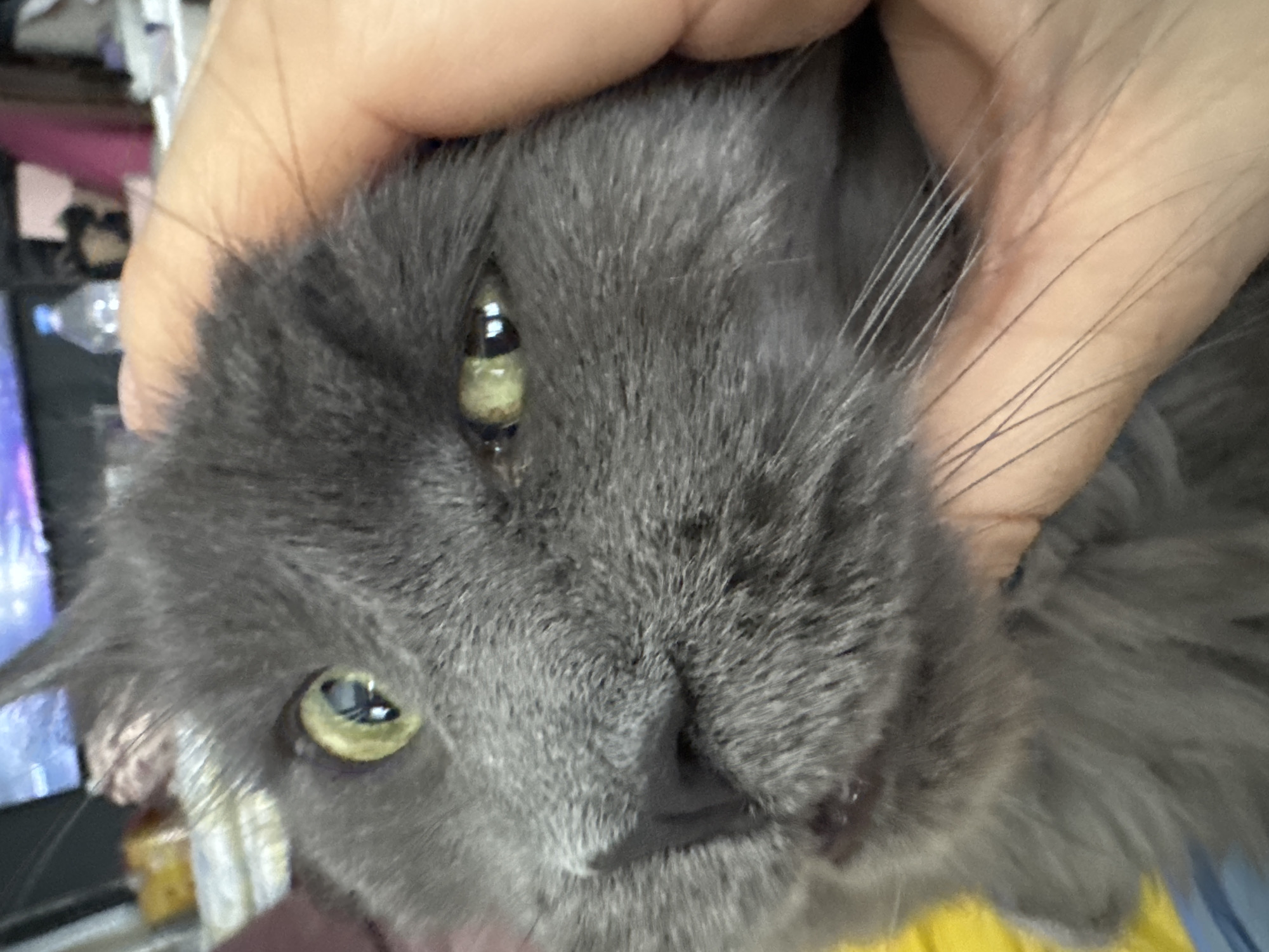 A close-up, over-the-shoulder shot captures a gray cat's face being held by a human hand. The cat's right eye is open and appears slightly swollen, with a yellowish discharge visible. Its left eye is partially closed, and the pupil is dilated. The cat's fur is long and fluffy, and its whiskers are prominent. The background is blurred, but hints of a room are visible, including a bottle of water and what appears to be a television screen. The image seems to have been taken indoors, possibly in a domestic setting in Gölbaşı, Turkey, though no specific landmarks or environmental indicators are present to confirm the location. The lighting is dim, and the focus is primarily on the cat's face.