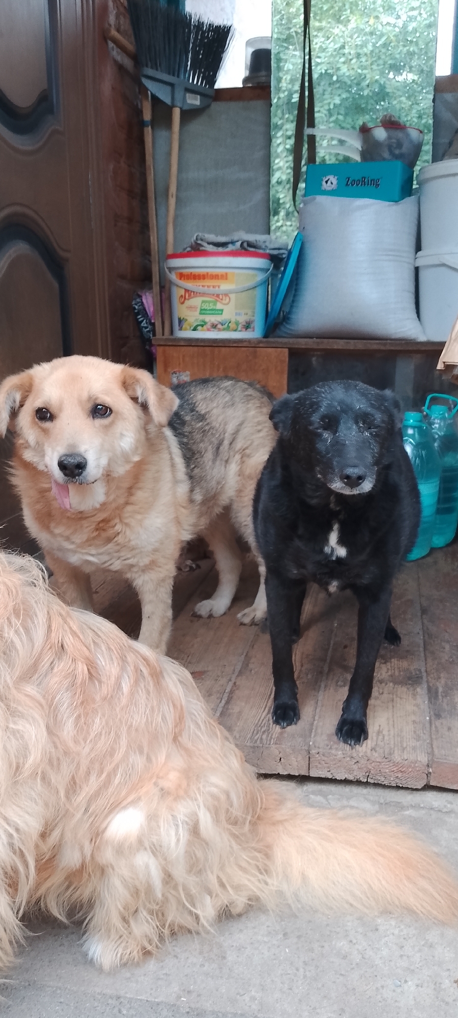The image depicts a candid scene featuring three dogs on a wooden floor, likely within a domestic or utility area. Two dogs are standing side-by-side, a lighter-colored dog with tan fur and a black dog with white markings on its chest. A third dog, with long, light-colored fur, is partially visible in the foreground, lying down or seated. The background shows a cluttered area with shelves, containers, a broom, and a partially visible door. The environment appears somewhat rustic and possibly outdoors or in an open-air structure. The lighting suggests it is daytime. The location in Belgorod, Russia, cannot be determined from the visual information in the image.