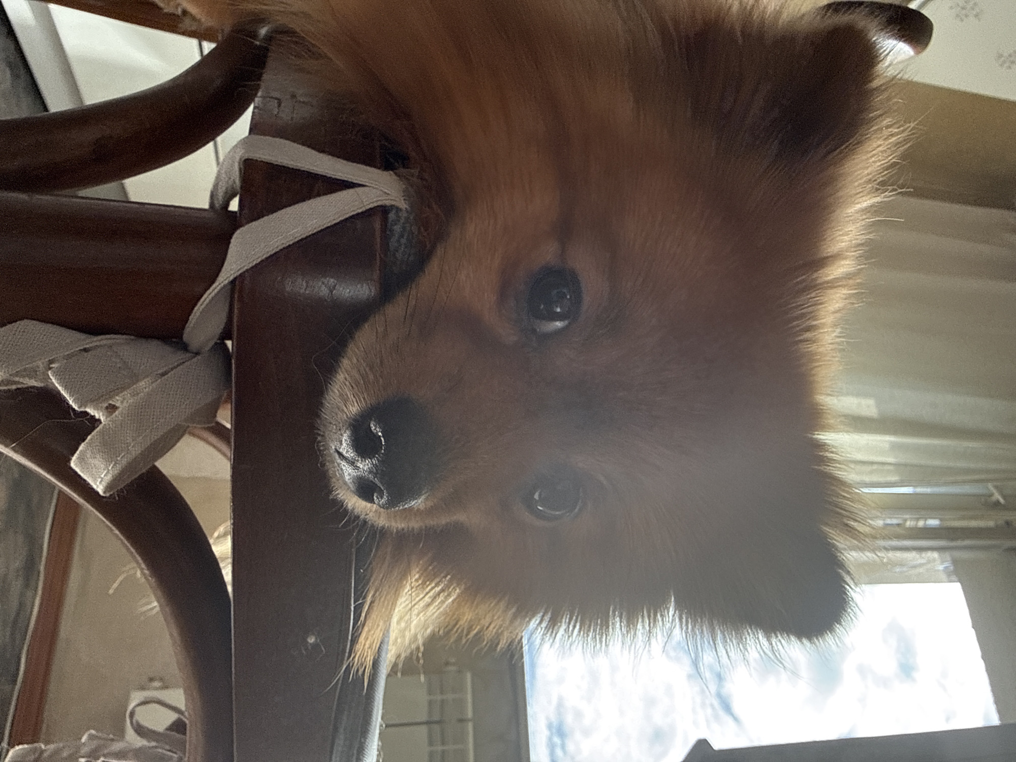 The image features the head of a light brown, fluffy dog, possibly a Pomeranian, positioned upside down. The dog's nose is centered at the bottom of the frame, with both eyes visible above the nose. The dog appears to be partially suspended or resting on a wooden chair. White fabric or straps are wrapped around the chair's legs. The background shows a blurred interior space with a window reflecting the sky. There is no information available to confirm the location is Khimki, Russia.