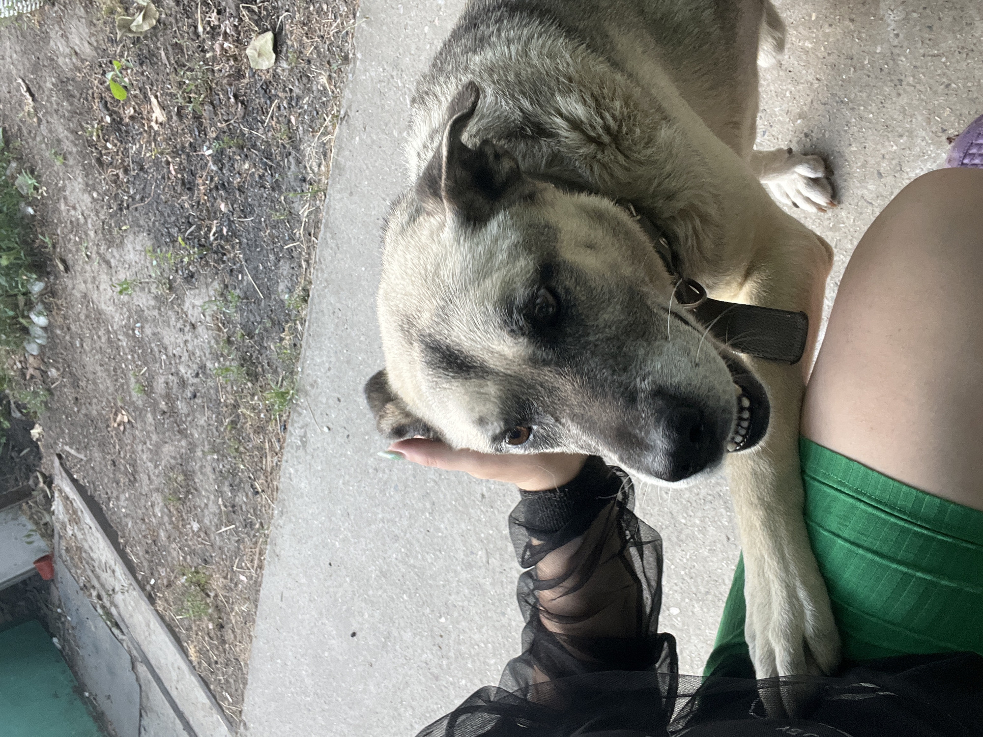 This media file features a dog and a person's legs and arm, set in an outdoor environment. The dog, a light-colored breed, is the primary subject, with its head and part of its body visible. Its ears are perked, and its mouth is slightly open, revealing its teeth. A dark collar with a metal buckle is around its neck. A person's hand, with painted nails, is gently touching the dog's snout. The person is wearing a black sheer top with ruffles and a green skirt. The background consists of a paved surface, likely concrete, and an area of dry soil with sparse vegetation and debris. There is also a glimpse of a green surface, possibly a pool or a covered area, and a small red object visible on a concrete ledge in the lower left corner. The lighting suggests it is daytime, with sunlight casting shadows. The scene appears to be in a casual outdoor setting, possibly a backyard or a public area with landscaping. No visible text is present in the image.