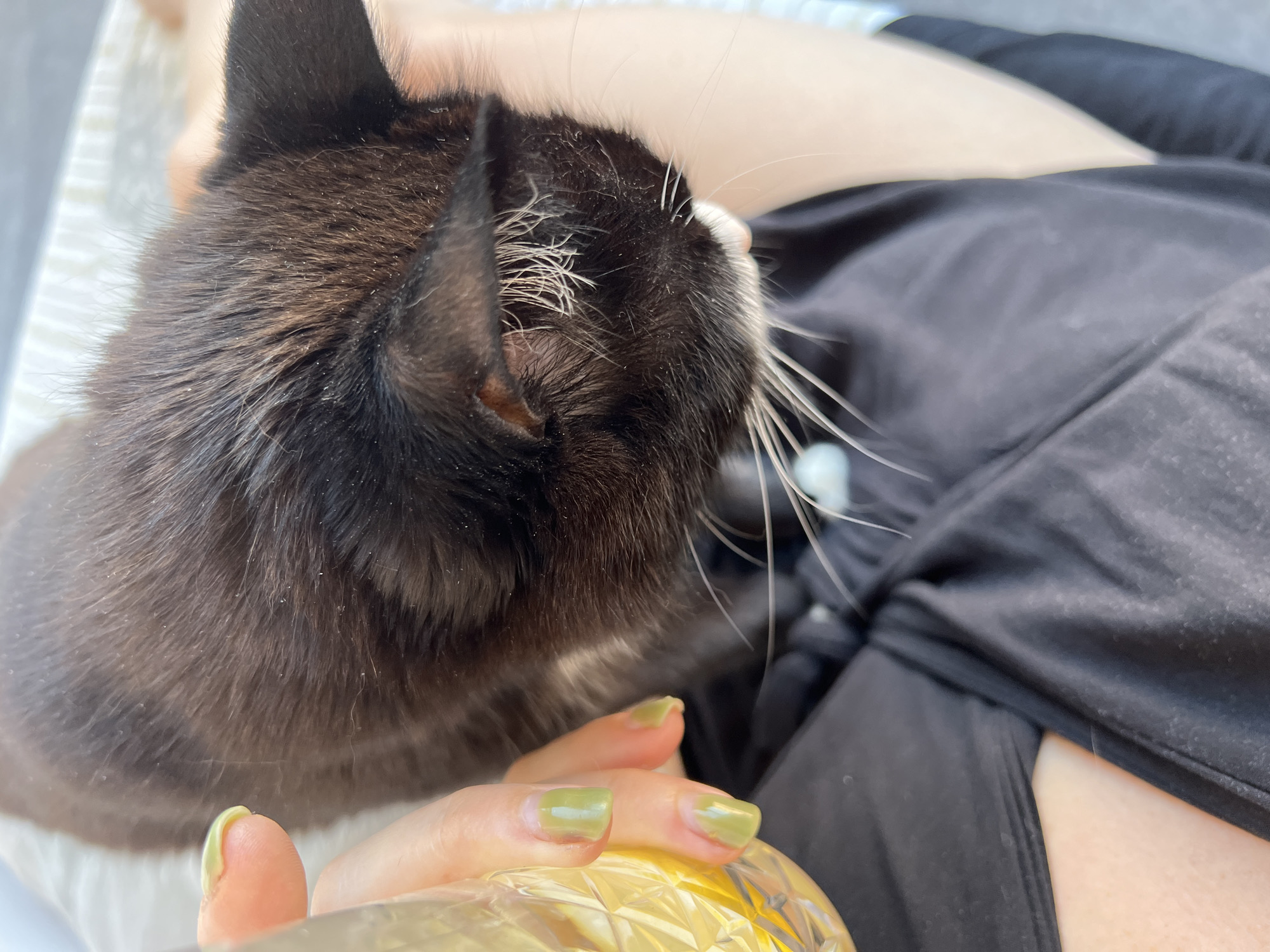 In this close-up, overhead shot, a black and white cat is being held by a person. The cat's fur is dark, with white markings on its chin and whiskers. The person's hand, with light green nail polish, is visible on the left, holding a glass of amber liquid. The background is blurred, showing a striped fabric pattern. The setting appears to be indoors, with natural light. The image does not contain any information that would indicate its location in Novosibirsk, Russia.