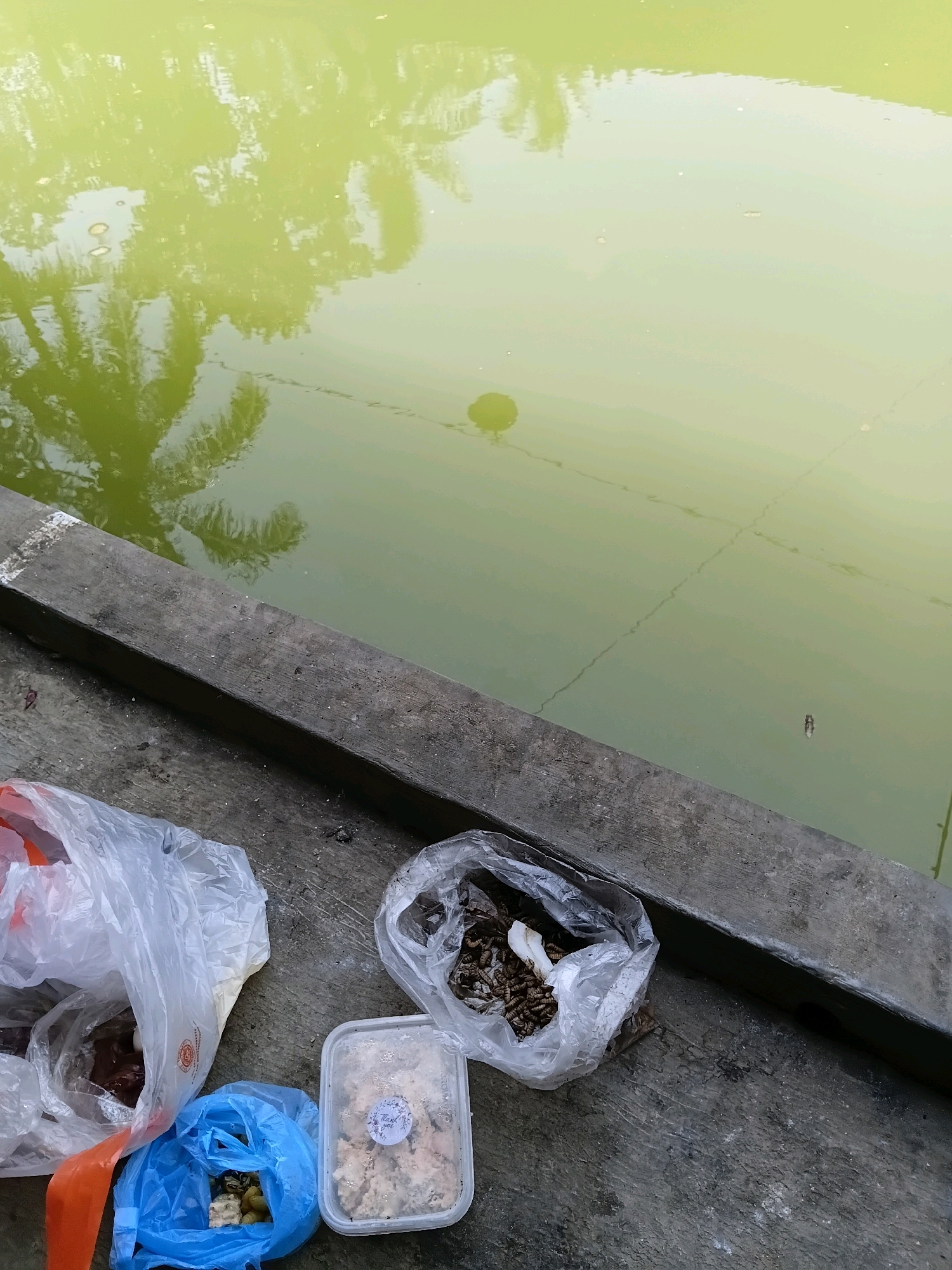 The image depicts a waterside scene at a location potentially in Karangmoncol, Indonesia. A concrete ledge runs along the edge of a body of murky green water, in which reflections of palm trees are visible. On the concrete surface, several plastic bags and a transparent food container are present. One large white plastic bag, partially open, contains a reddish-brown substance. Another smaller blue plastic bag holds a greenish item, possibly food. A transparent plastic bag to the right contains a collection of small, brown, segmented objects, resembling insects or larvae. A clear rectangular food container holds a light-colored, crumbly substance, with a small circular sticker on its lid. The overall impression is one of a feeding area or a place where food is prepared for the water. The environment appears to be outdoors, likely near a pond or canal.