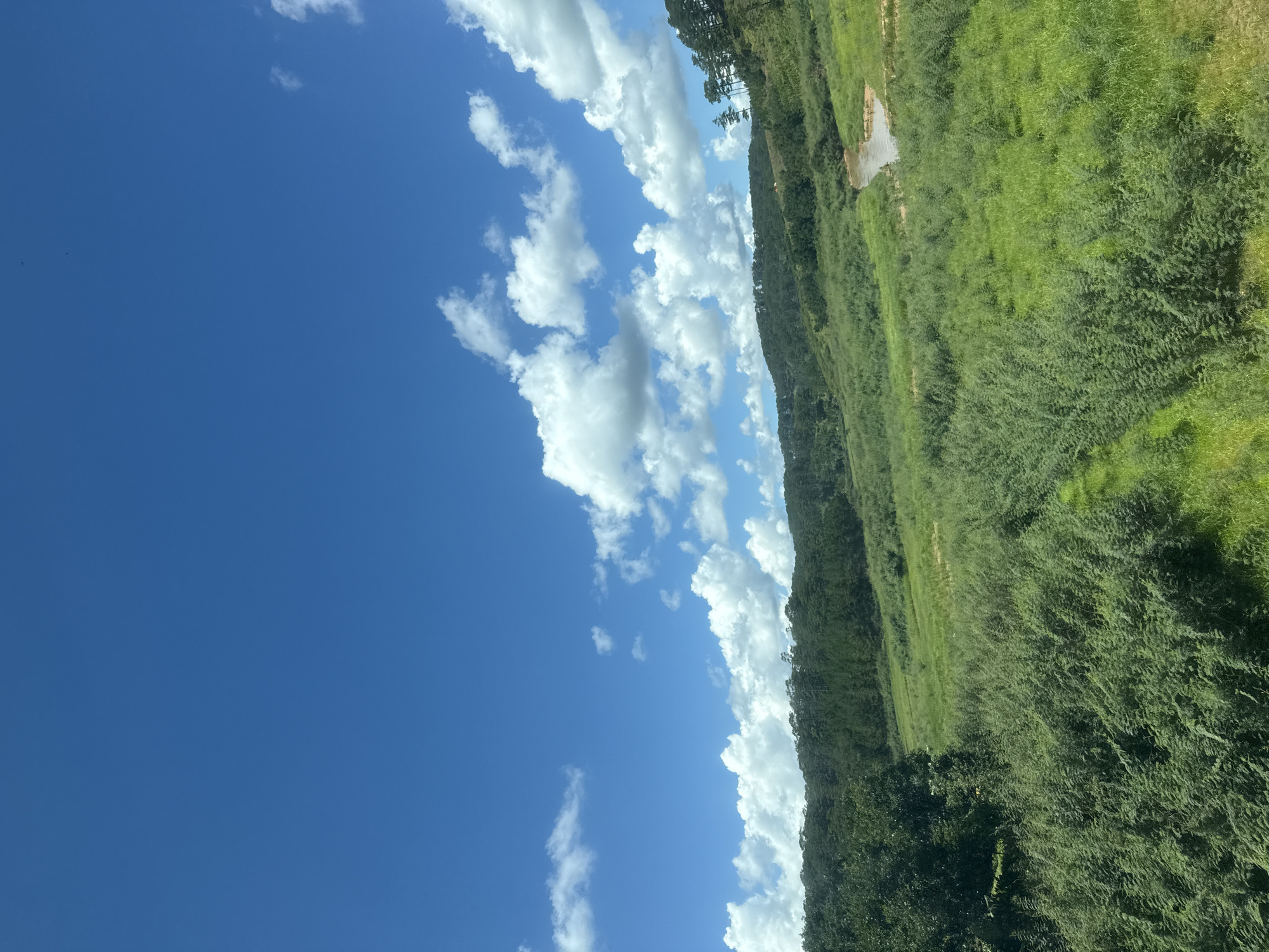 This is a landscape photograph taken on a bright, sunny day in Đa Bla, Vietnam. The image captures a wide expanse of rolling green hills covered in lush vegetation. In the foreground, a dense patch of green ferns dominates the scene. Moving towards the mid-ground, the terrain opens up into grassy fields, with a winding dirt path visible. Further back, a small, calm body of water, possibly a creek or a pond, reflects the sky. The background is characterized by a dense forest of evergreen trees covering the hills, with a clear blue sky dotted with fluffy white clouds above. The overall impression is one of natural beauty and tranquility.