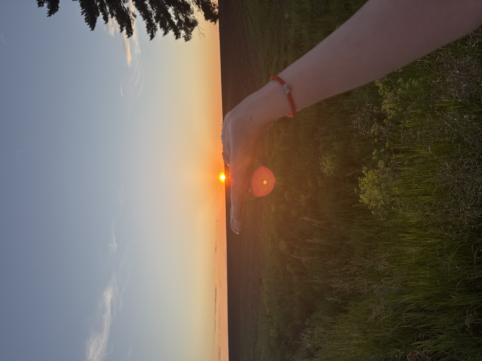 The image captures an outdoor scene at sunset, depicting a human hand optically "holding" the setting sun over a rural landscape, likely in Перевозное, Russia. The sky transitions from a pale blue at the top to a vibrant orange and yellow hue near the horizon. A bright, circular orange sun is centrally positioned, appearing to rest on the upturned palm and slightly curled fingers of a light-skinned left hand, which extends from the lower right of the frame. A red string bracelet with a small, silver-colored bead or charm is visible on the wrist. A prominent reddish lens flare emanates from the sun's location.
Below the distinct, flat horizon line is a dark, expansive field. In the mid-ground, a green cultivated field stretches towards the horizon. The immediate foreground is dominated by tall, dense green grasses and weeds, interspersed with some yellowish flowering plants. On the far right edge of the frame, the dark silhouette of the upper branches and needles of a conifer tree is visible against the colorful sky. A faint, dark speck, possibly a bird or insect, is discernible in the upper right sky.