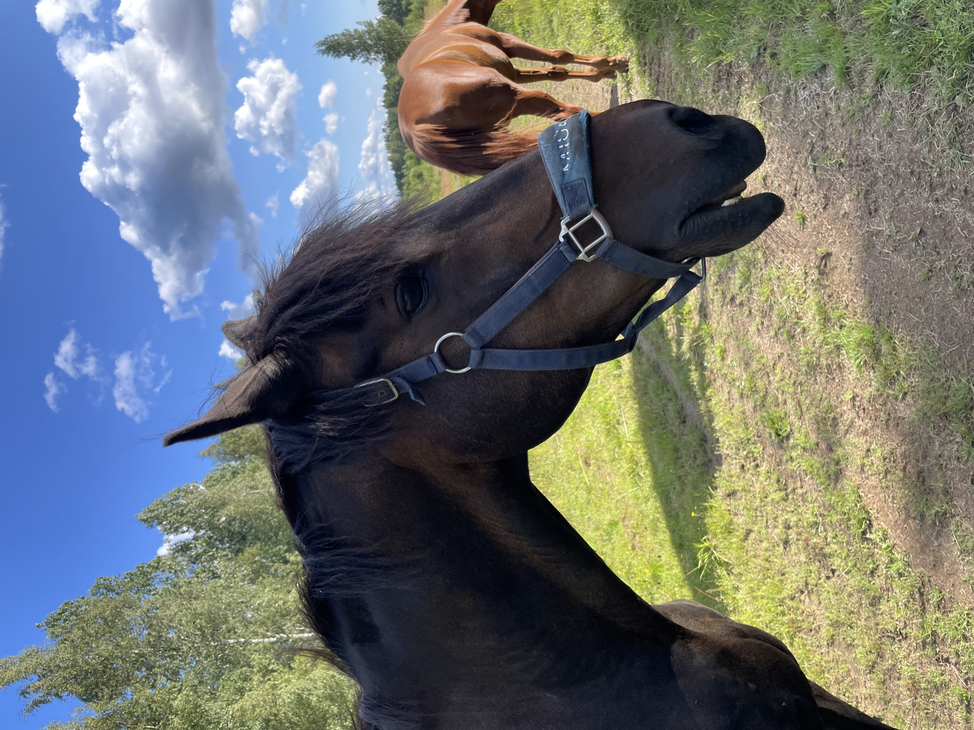 A close-up shot captures the head of a dark brown horse wearing a blue halter. The horse's mane is dark and slightly windswept. In the background, a lighter brown horse stands with its head lowered, grazing in a grassy field. The field is dotted with small yellow flowers and a dirt path winds through it. Tall green trees line the horizon, and a bright blue sky with fluffy white clouds fills the upper portion of the image. The scene appears to be outdoors, possibly in a rural or park-like setting, consistent with locations in or around the city of Стеклянный, Russia, known for its natural landscapes.