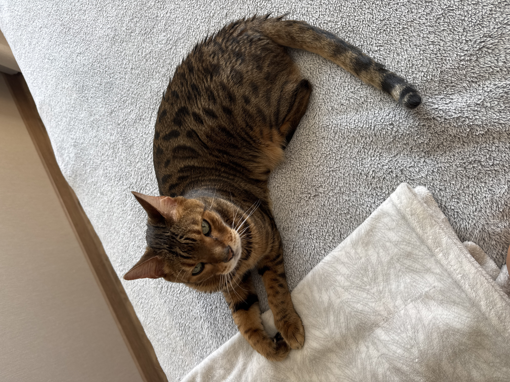 A high-angle shot shows a brown and black tabby cat lying on a gray and white textured surface. The cat's head is turned to the left, and its paws are crossed. The background is a blurry mix of white and gray textures. The location appears to be indoors.