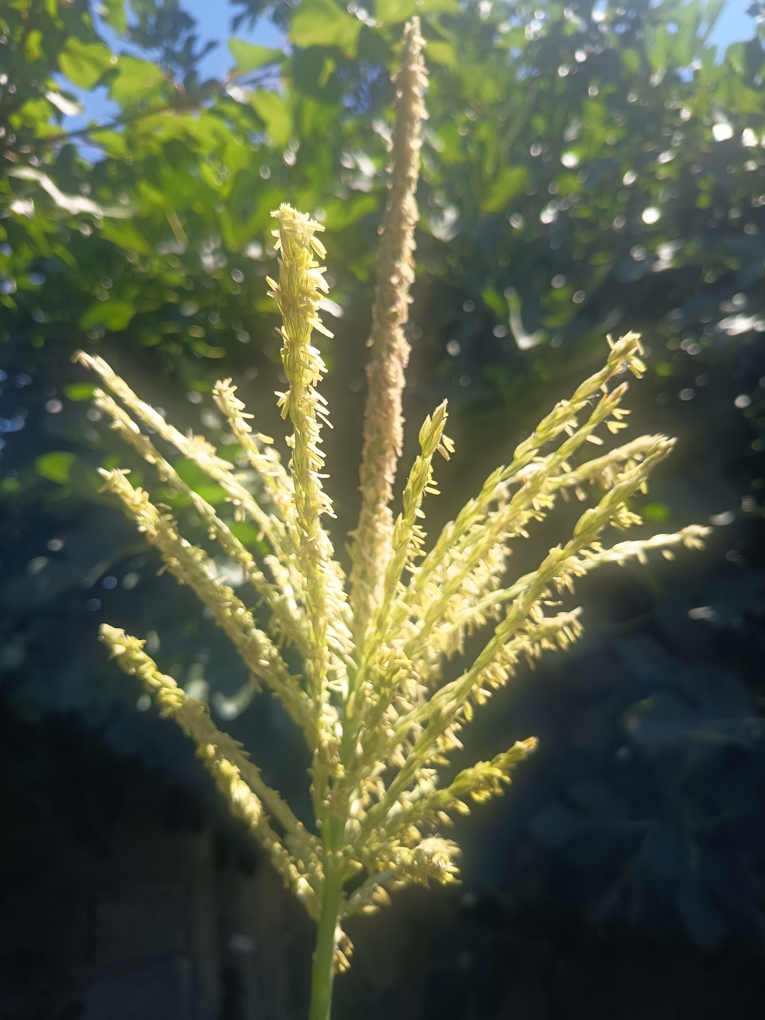 The image depicts the tassel of a corn plant, likely in an outdoor setting. The tassel, which is the male flowering part of the corn plant, is a light yellow-green color and branches out into numerous small spikelets. It is positioned in the center of the frame and is in sharp focus. The background is blurred and consists of dark green foliage and some bright, bokeh-like circles of light, suggesting sunlight filtering through leaves. A small portion of a darker, solid object, possibly a wall or fence, is visible in the lower left corner. The sky is visible as a bright blue in the upper left, also out of focus. The scene is brightly lit, with a warm light that casts a slight golden hue on the plant. The image does not contain any people or visible animals.