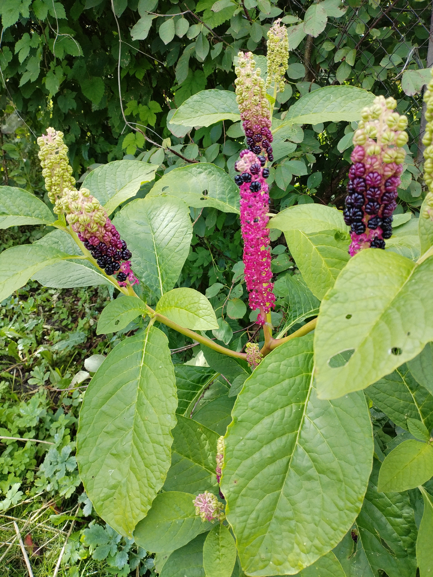 In Bialynichy, Belarus, a close-up, eye-level, outdoor shot focuses on the distinctive flower stalks and large green leaves of a pokeberry plant. The plant's flower stalks are a gradient of colors, transitioning from pale green at the top, through shades of pink and purple, to deep purple-black berries at the bottom. Some stalks display vibrant pink flowers. The large, ovate leaves of the pokeberry plant are a deep green with prominent veins and slightly serrated edges. The background is filled with a dense arrangement of green foliage, with hints of a wire mesh fence visible through the leaves. The lighting suggests it is daytime, with soft shadows indicating overcast conditions or dappled sunlight. No people or animals are present in the scene.