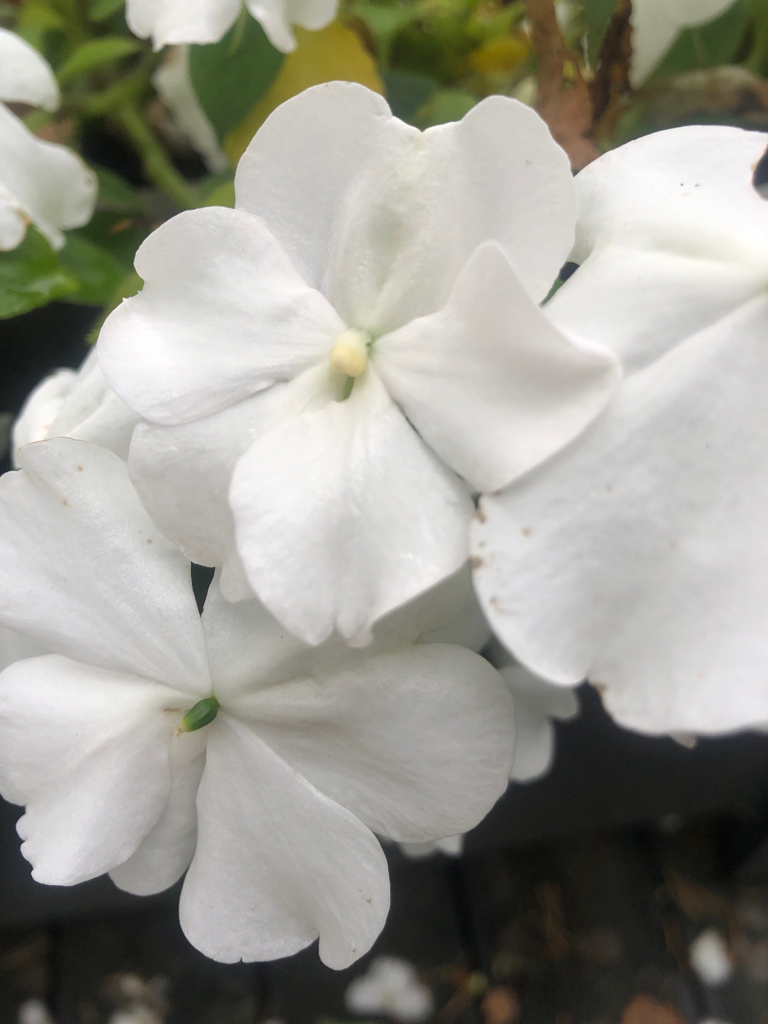 This is a close-up, eye-level, medium shot photograph of several white flowers with delicate petals and a prominent yellow stamen. The flowers are arranged in a cluster, with some in sharp focus and others slightly blurred in the background. The lighting is natural and soft, highlighting the texture and curves of the petals. The background consists of dark, out-of-focus foliage and a dark, textured surface, possibly soil or ground cover. There are no people, animals, or specific urban features visible in the image. The image does not provide any information related to the city of Arfa, Russia.