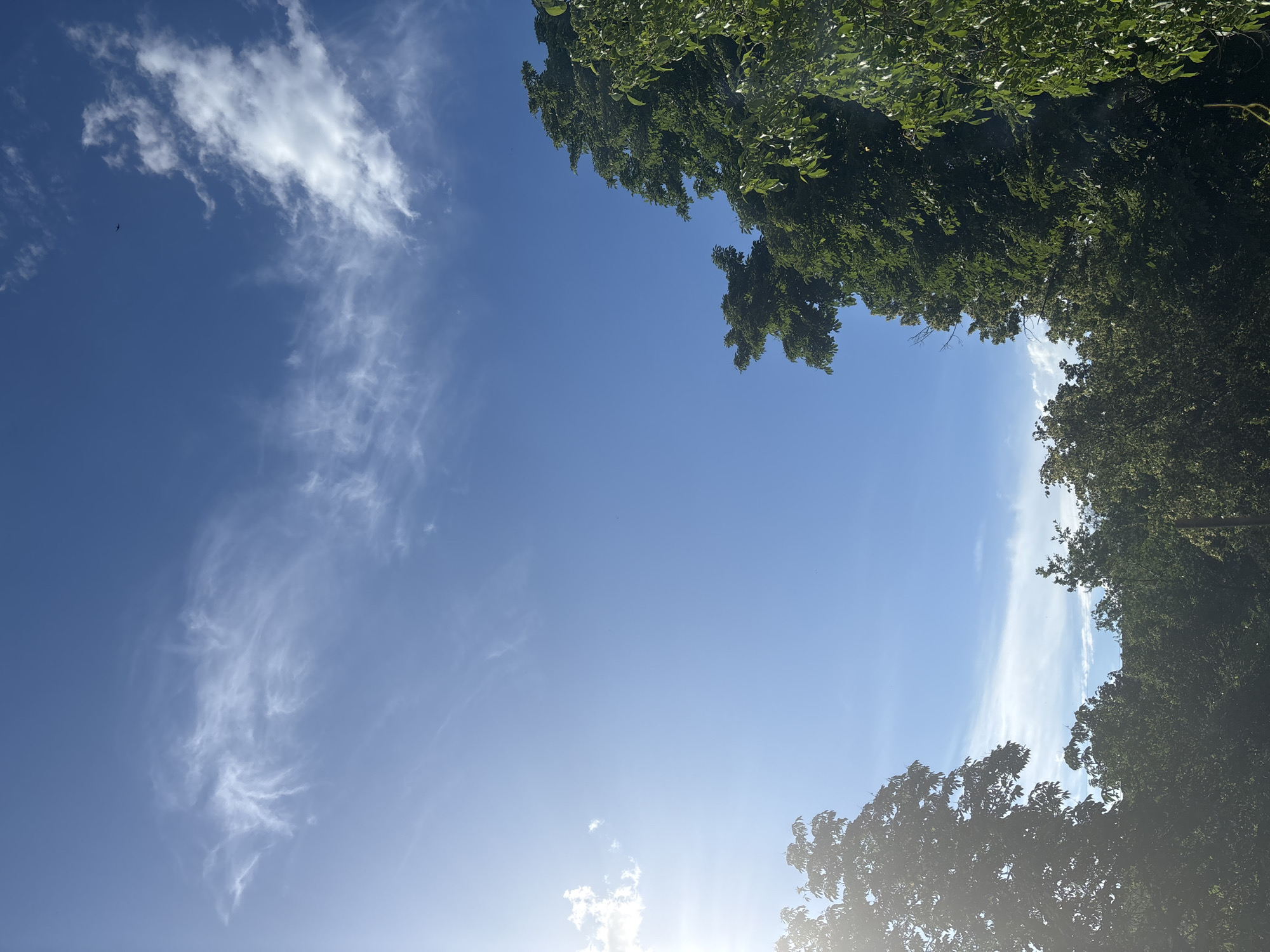 An upward-facing shot captures a bright blue sky dotted with wispy white clouds and the tops of lush green trees. The sun shines brightly from the left, casting a lens flare across the sky. A small dark silhouette of an airplane is visible in the upper right quadrant of the sky. The trees frame the bottom and right sides of the image.