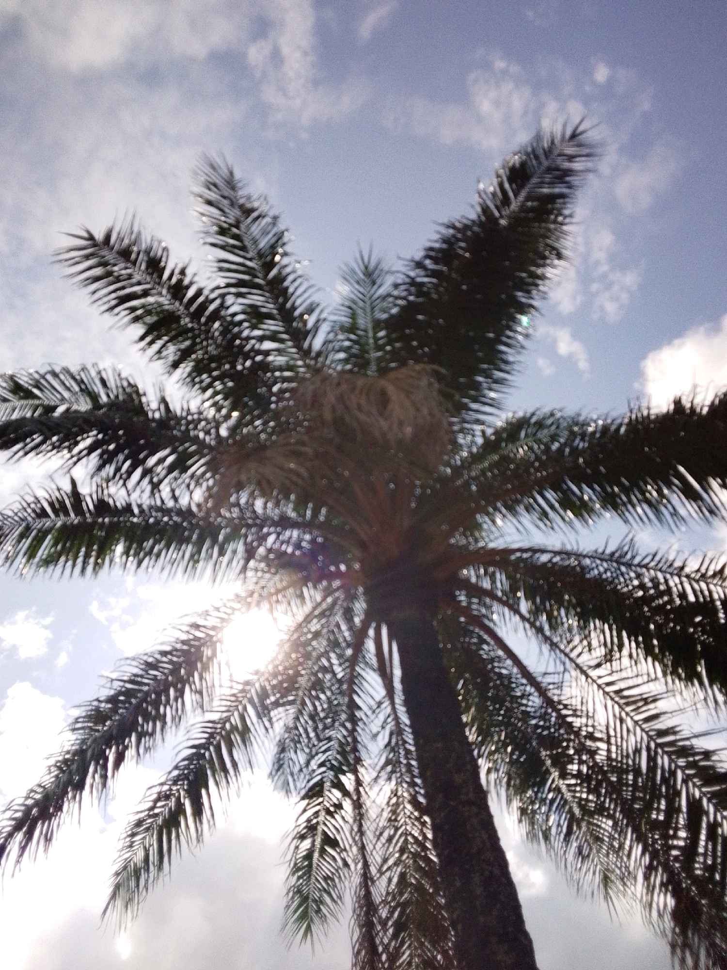 The image depicts a low-angle view of a palm tree against a sky filled with scattered clouds. The sun is partially obscured by the fronds, creating a bright lens flare effect. The palm tree is the dominant subject, with its dark trunk and feathery leaves extending upwards. The environment appears to be outdoors, with the sky suggesting daytime. No people or specific city landmarks are visible, but the presence of a palm tree implies a tropical or subtropical climate.