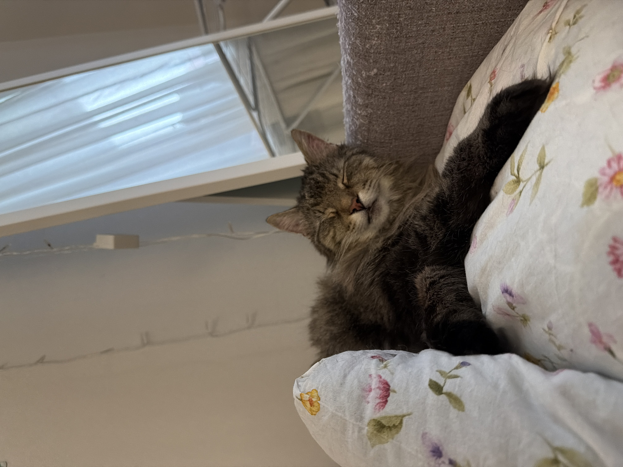 A fluffy, brown and gray tabby cat sleeps on top of a floral patterned pillow. The cat is positioned on the right side of the image, resting against a gray cat tree. Part of a window with blinds is visible in the background on the left. String lights adorn the wall behind the cat. The photo was taken in Засечное, Russia.
