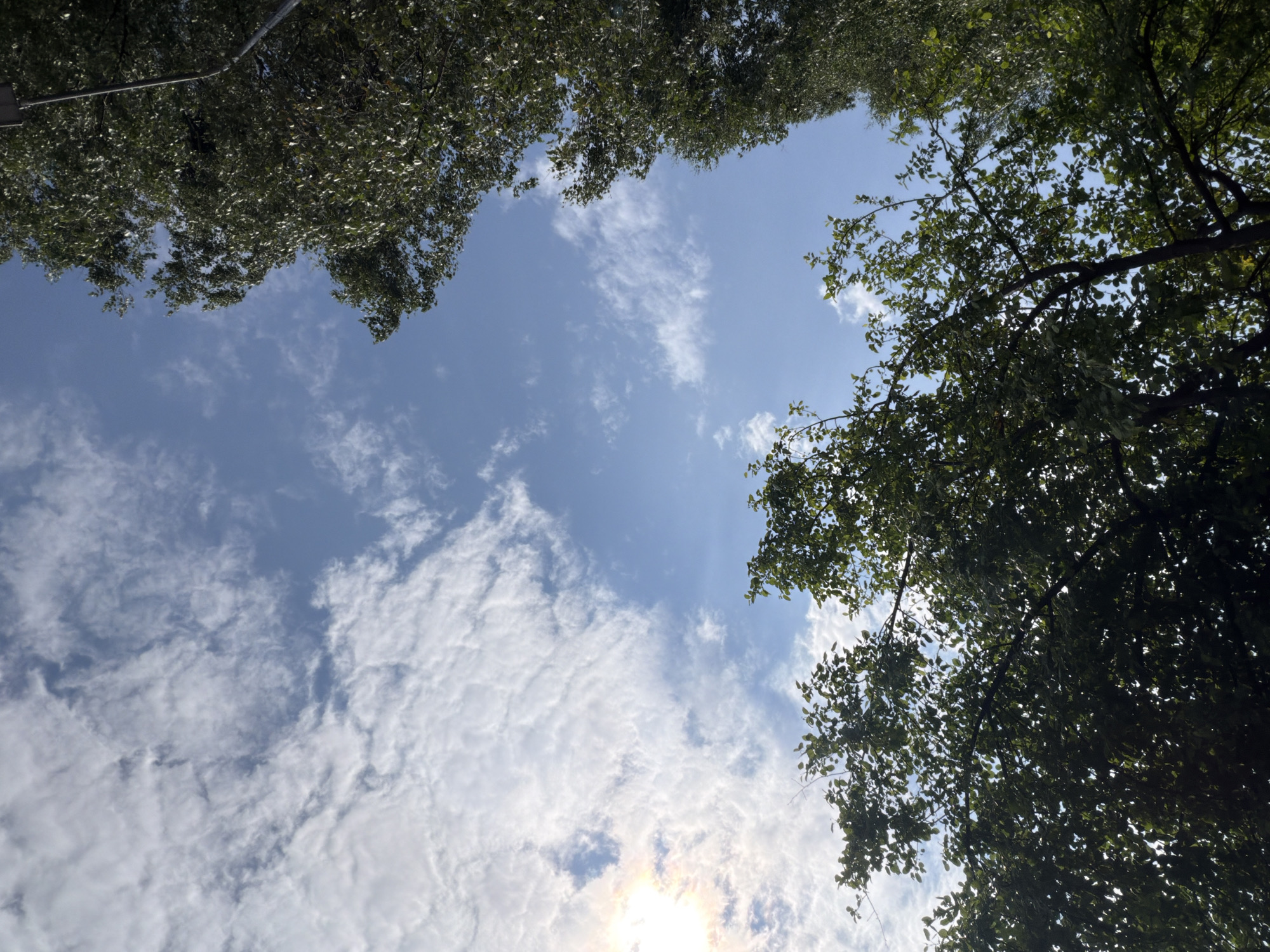 The image depicts a view looking upwards towards a sky partially obscured by the dense green foliage of trees. The sky is a clear blue with scattered white clouds. The sun is visible on the left side of the frame, casting a bright light and creating a slight glare. The trees appear to be in an outdoor setting, possibly a park or a residential area in Chaikovsky, Russia. There are no people or specific structures visible in the frame, just the natural elements of trees and sky.