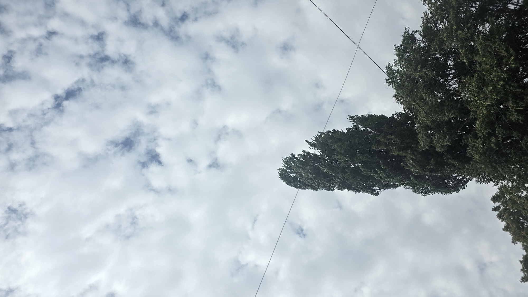 The image captures a view of the sky and tree tops, with a prominent tall, slender tree dominating the center. The sky is partly cloudy, with a mix of white cumulus clouds and patches of blue sky visible. Two thin, dark wires run horizontally across the frame, intersecting the tree. The trees are lush and green, suggesting a temperate climate and possibly a park or residential area. The overall impression is one of a bright, possibly windy day, looking up from ground level. There are no people or animals visible in the frame. The location is identified as Tokmok City, Kyrgyzstan.