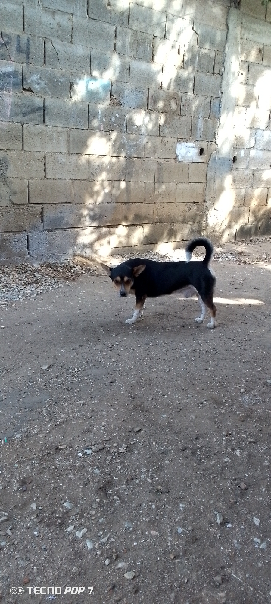 A small, short-haired black and tan dog stands on a dirt ground with small rocks in front of a concrete block wall. The wall appears to be cracked and weathered. Patches of light from foliage above cast shadows on the wall. The dog is looking directly at the camera. The photo was taken in Altagracia, Venezuela.