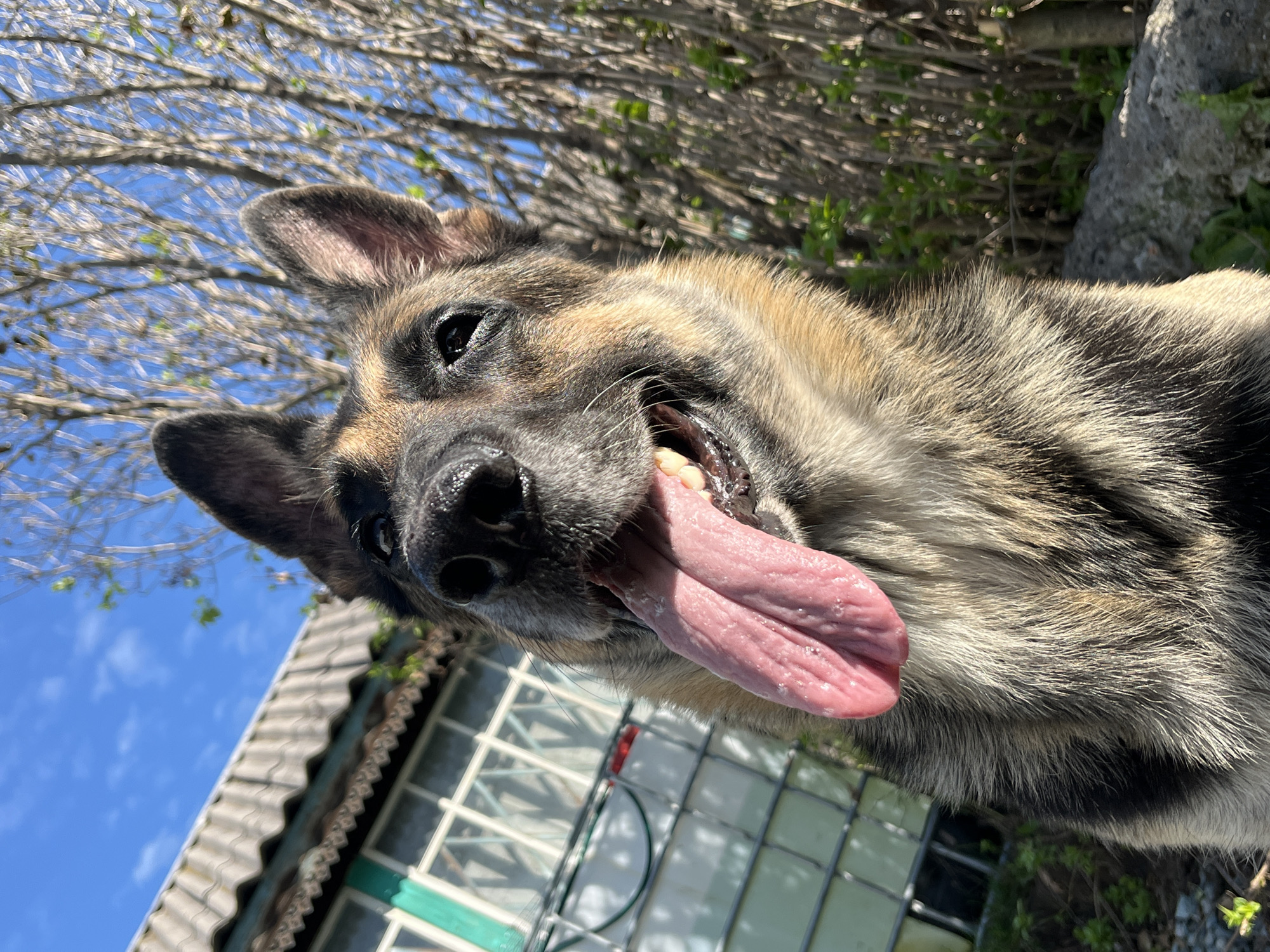 This image captures a close-up, low-angle shot of a German Shepherd dog in an outdoor setting. The dog's head is prominent in the foreground, with its mouth open and a long, pink tongue extended. Its fur is a mix of black, brown, and tan. In the background, a building with a grey, corrugated roof and white-framed windows is visible. To the right of the dog, a dense cluster of bare tree branches against a bright blue sky suggests it might be spring or early autumn. The ground appears to be uneven with some rocks and sparse greenery. The overall impression is of a dog enjoying a sunny day, likely in a backyard or a semi-rural area. There is no visual information to suggest this location is Nizhny Tagil, Russia.