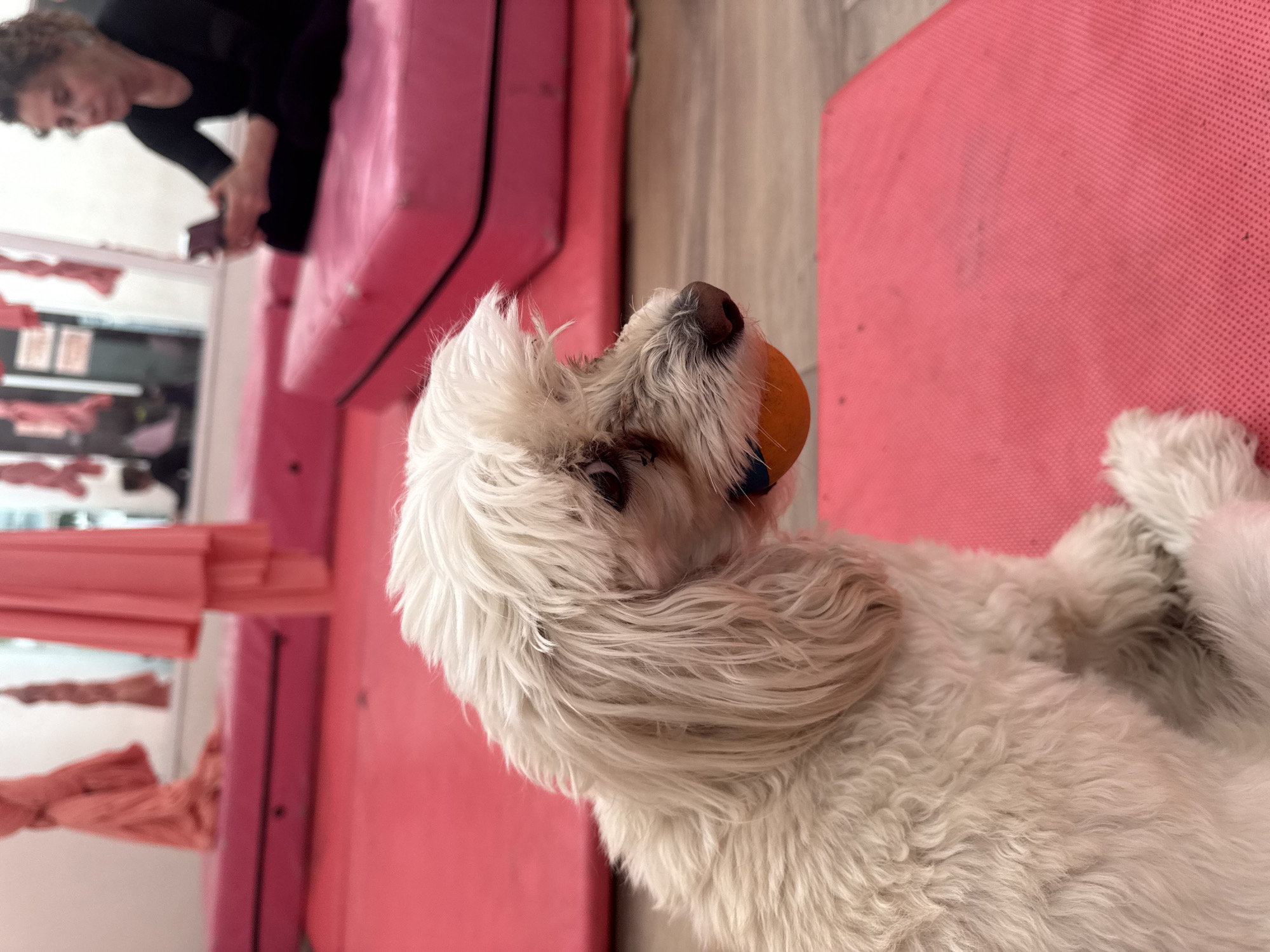 A medium-sized, white, fluffy dog with an orange ball in its mouth is lying on a textured, pink mat. In the background, a woman with curly hair sits on a pink padded bench, looking down at a mobile phone. Behind her, a window reflects the interior of a room with pink aerial yoga silks hanging near the ceiling. The location appears to be an aerial yoga studio in San Andrés Cholula, Mexico.