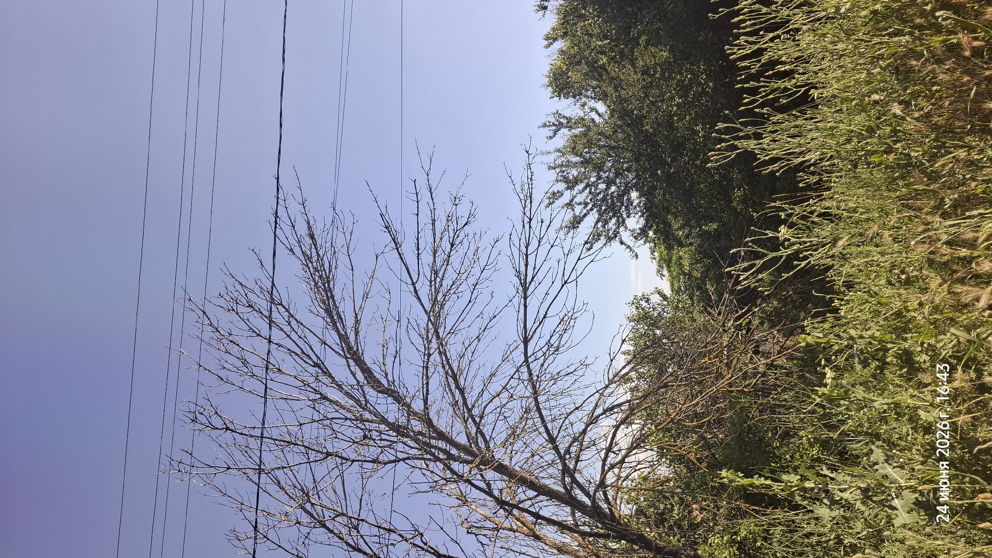 This is a low-angle, wide shot of a bright, clear sky with several power lines stretching across it. In the foreground, a bare tree with intricate branches dominates the left side of the frame. To the right, lush green foliage forms a dense wall, with some dry grass stalks interspersed. The overall scene suggests an outdoor setting on a sunny day. The power lines and the contrast between the bare tree and vibrant green vegetation create a visually interesting composition.
A date stamp "24 июня 2026 г. 16:43" is visible in the bottom right corner of the image, indicating it was taken on June 24, 2026, at 4:43 PM. This suggests a summer afternoon. The location context of Rostov-on-Don, Russia, further grounds the scene. No people are visible, and the focus is on the natural and man-made elements of the landscape. The bright sky and the lush greenery evoke a sense of warmth and growth, typical of a summer afternoon.