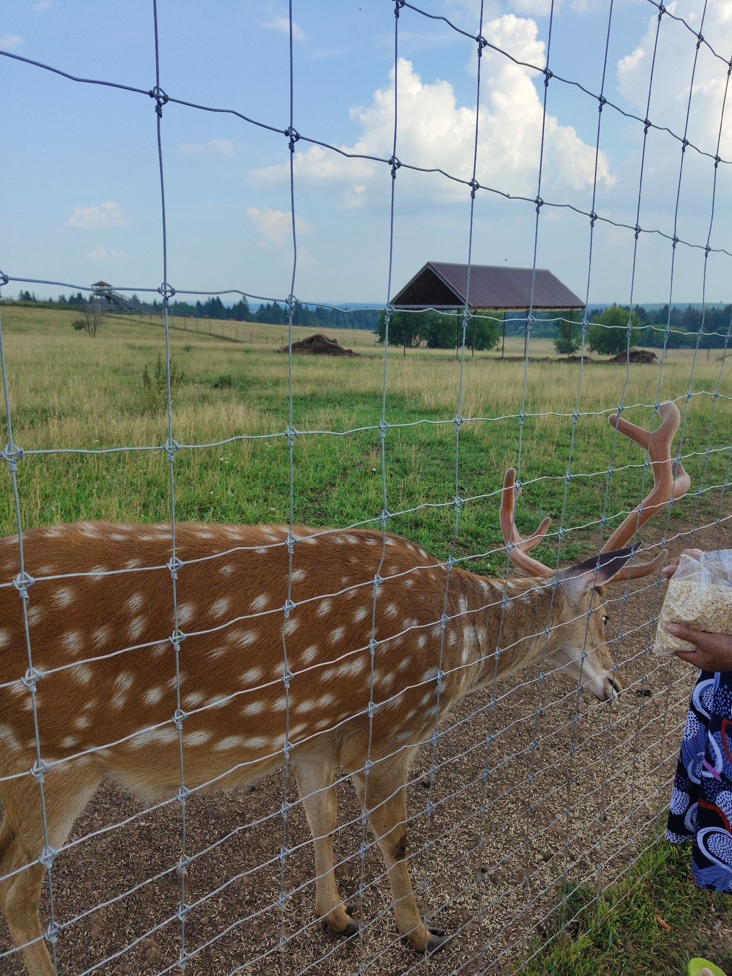 An adult male deer with a spotted coat and velvet antlers is being fed by a person. The deer is on the left side of the image, and its head is extended towards the person's hand, which is holding a bag of food. The person is on the right side of the image, wearing a blue and black patterned skirt. The deer and person are separated by a wire fence. In the background, there is a grassy field, a building with a brown roof, and a tower. The sky is blue with some clouds. The location is in Unknown, Unknown.