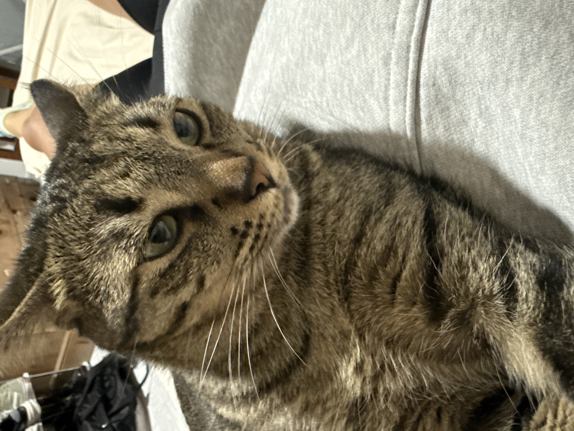 A tabby cat rests on a gray, soft surface, likely clothing. The cat's head is tilted to the side, with its eyes open and focused. Its fur displays a pattern of brown and black stripes. Long, white whiskers are visible. The background includes partial views of other clothing items, one appearing to be light-colored fabric. The location cannot be determined from this image.
