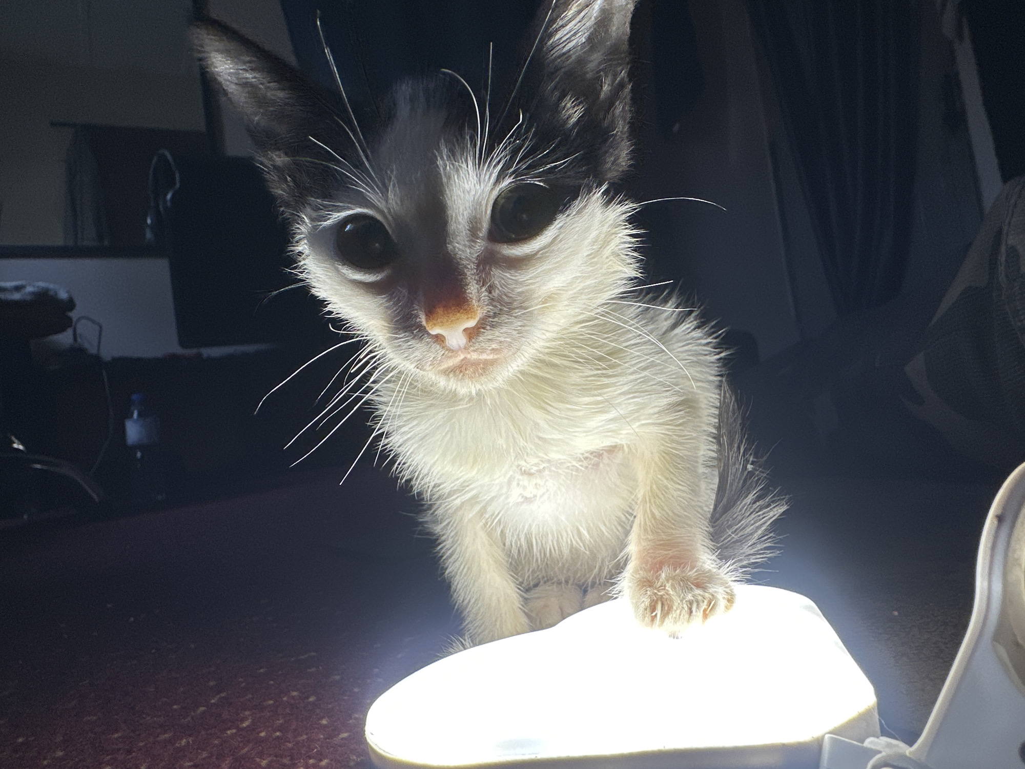 An extreme close-up, low-angle shot captures a young kitten peering directly into the camera. The kitten, with black and white fur, has large, dark eyes that reflect the bright light source positioned in front of it, illuminating its face and front paws. Its whiskers are prominently splayed out. The kitten's body is wet, and its fur appears somewhat matted. It is positioned on a dark, textured surface, possibly a rug or carpet, with the light source creating a strong halo effect. In the blurred background, dark shapes suggest indoor furniture or objects. The scene is dimly lit overall, with the primary illumination coming from the object below the kitten. No specific location in Jos, Nigeria, can be determined from the image.