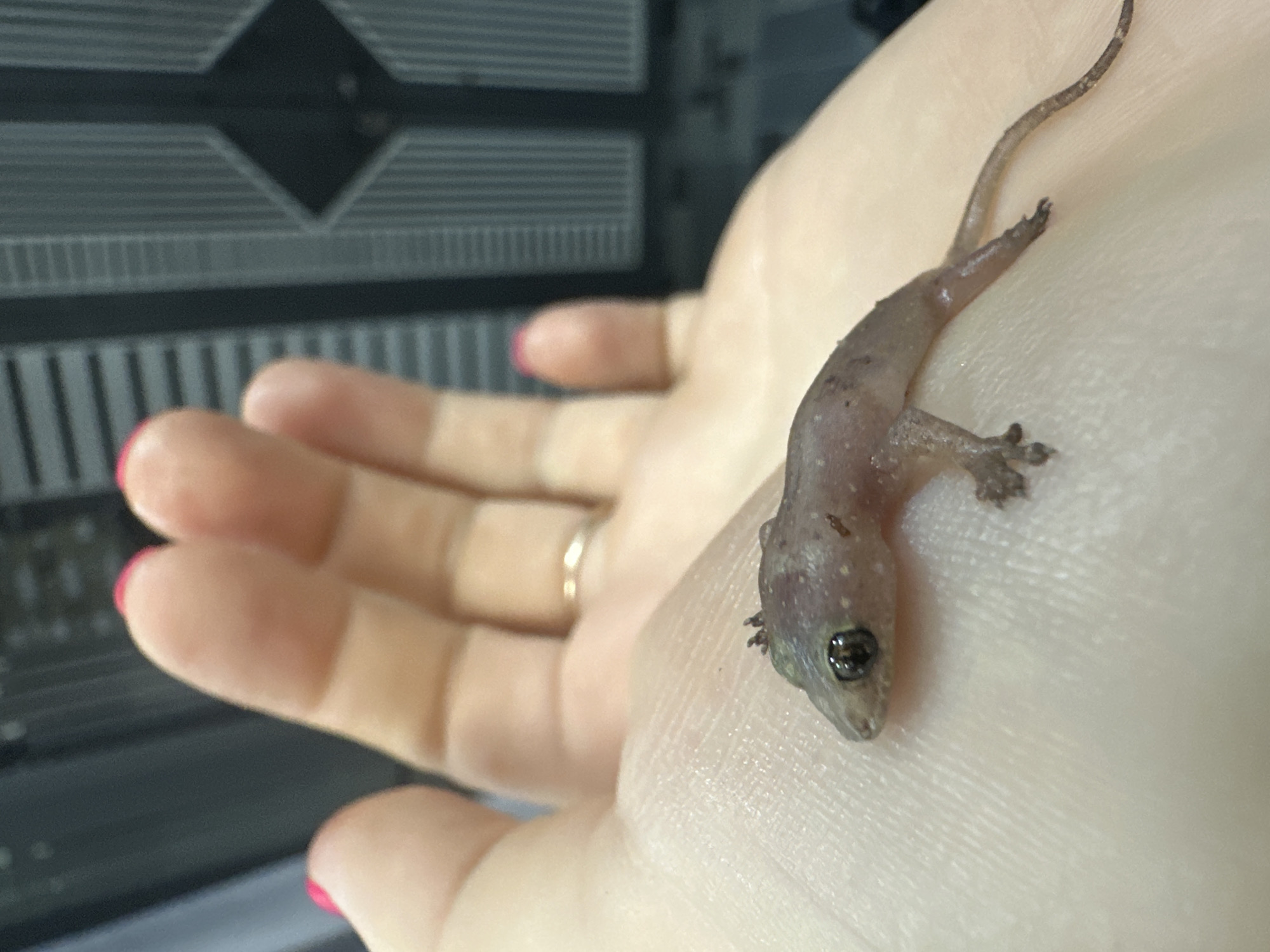 A small, light-colored gecko is resting on a light-skinned human hand with red nail polish. The gecko is positioned with its head pointing downwards in the frame. The background shows a gray, linear patterned surface. The image was taken in the city of Bac Nha Trang Ward, Vietnam.
