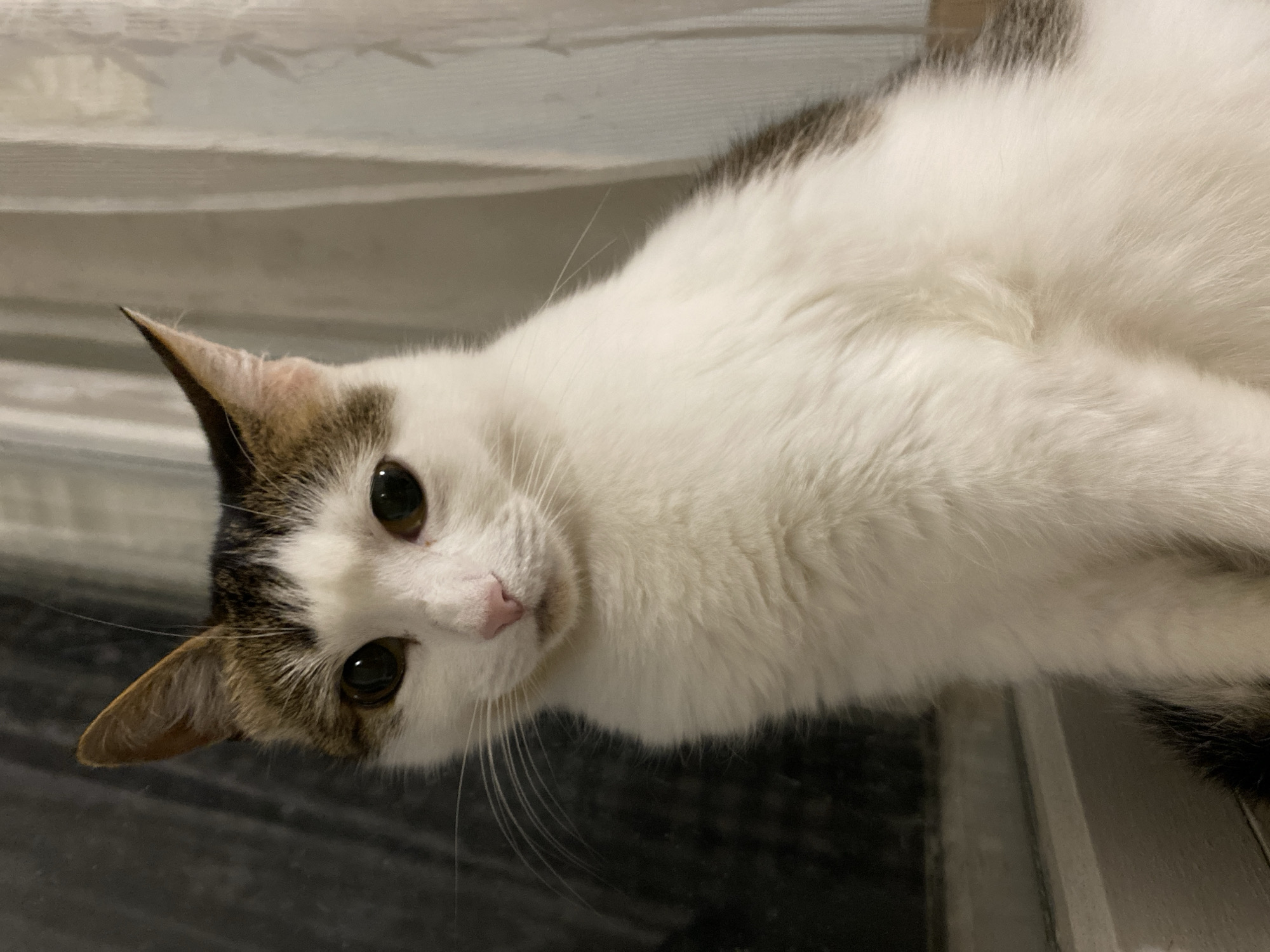 A white and brown cat is sitting near a window. The cat is looking directly at the camera with its eyes wide open. The window is covered by sheer white curtains, and behind the cat, a dark curtain is visible. The cat's fur is soft and fluffy, and its ears are pointed upwards. The background is blurred, with the focus on the cat.