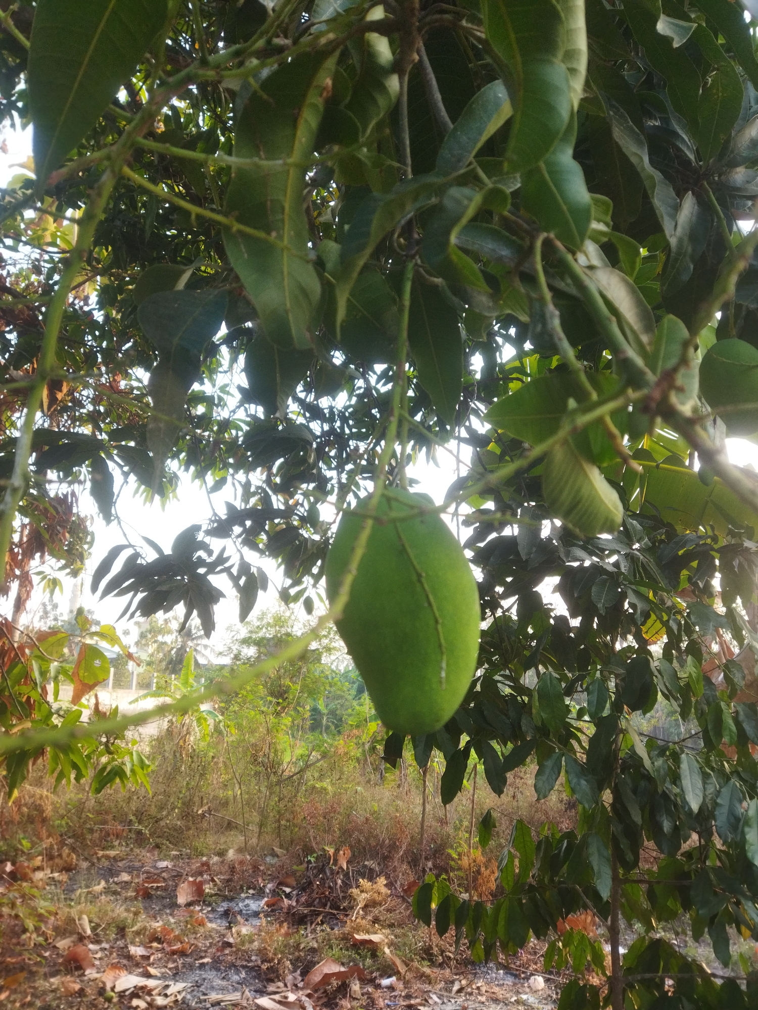 The image depicts an outdoor scene, likely in a rural or semi-rural area of Wonokarto, Indonesia. The focal point is a green mango hanging from a branch of a tree, partially obscured by lush green leaves. The mango is oval-shaped and appears unripe. The surrounding environment is characterized by dense foliage and vegetation, with dry leaves and debris scattered on the ground in the foreground. In the background, the faint outlines of buildings and trees suggest a settlement or cultivated land. The lighting suggests it is daytime, possibly late afternoon, given the soft sunlight filtering through the leaves. There are no people visible in the image. The scene is natural and appears relatively undisturbed.