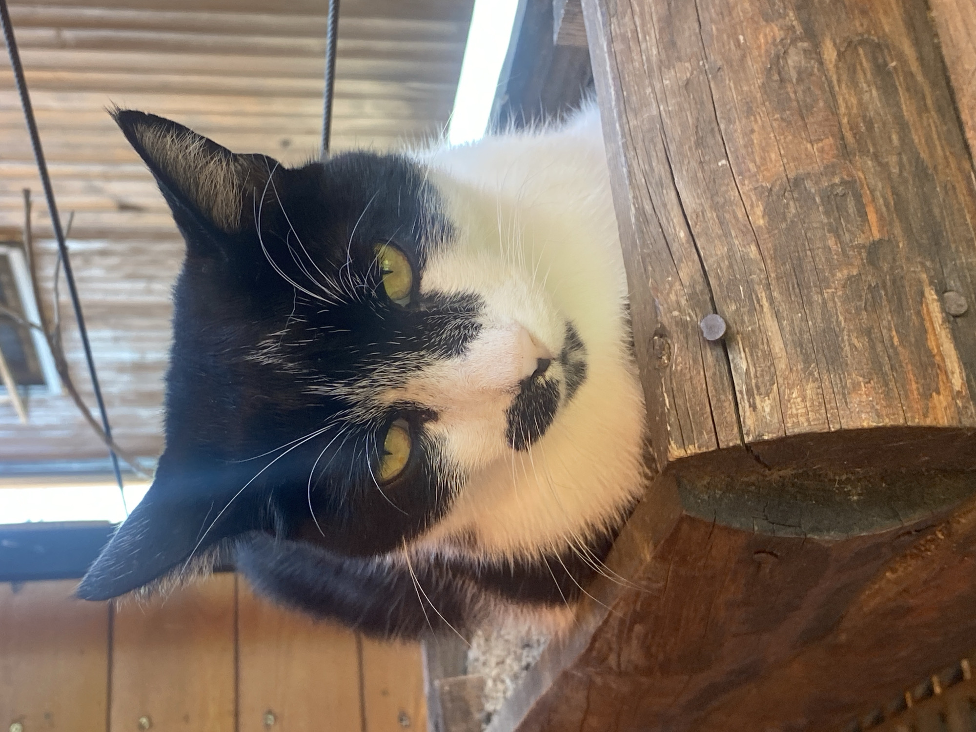 A black and white cat with yellow eyes is sitting in a wooden planter. The cat's fur is predominantly white on its face and chest, with black markings around its eyes and ears. It has a distinctive black marking on its chin that resembles a mustache. The planter is made of rough, weathered wood and contains some light-colored material, possibly sand or soil. The background is blurred, but appears to be a wooden wall or structure. There are two thin, dark wires stretched horizontally behind the cat. The image is taken in natural light. This scene is not identifiable as being in the city of Belgrade, Serbia.
