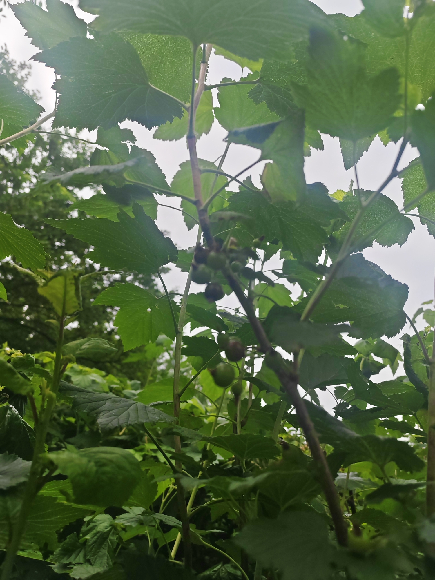 The image depicts a close-up view of a black currant bush with unripe green berries. The perspective is from below, looking up through the dense foliage towards an overcast sky. The leaves are large, green, and serrated, with visible veins. Several stems are present, some thicker and more mature, others thinner and newer. Clusters of small, round, green berries are visible on some of the stems, indicating that the fruit is still developing.
The setting is outdoors, surrounded by more greenery suggesting a garden or natural environment. The lighting is diffused and soft, consistent with an overcast day, possibly in the morning or late afternoon. There are no people or animals visible in the frame. The image captures a moment in the growth cycle of the black currant plant, highlighting the early stages of fruit development. The overall mood is natural and serene, focusing on the details of the plant's structure and its environment. The location context provided is Чонкаўскі сельскі Савет, Belarus, which implies a rural or semi-rural setting within Belarus. No text is visible in the image.