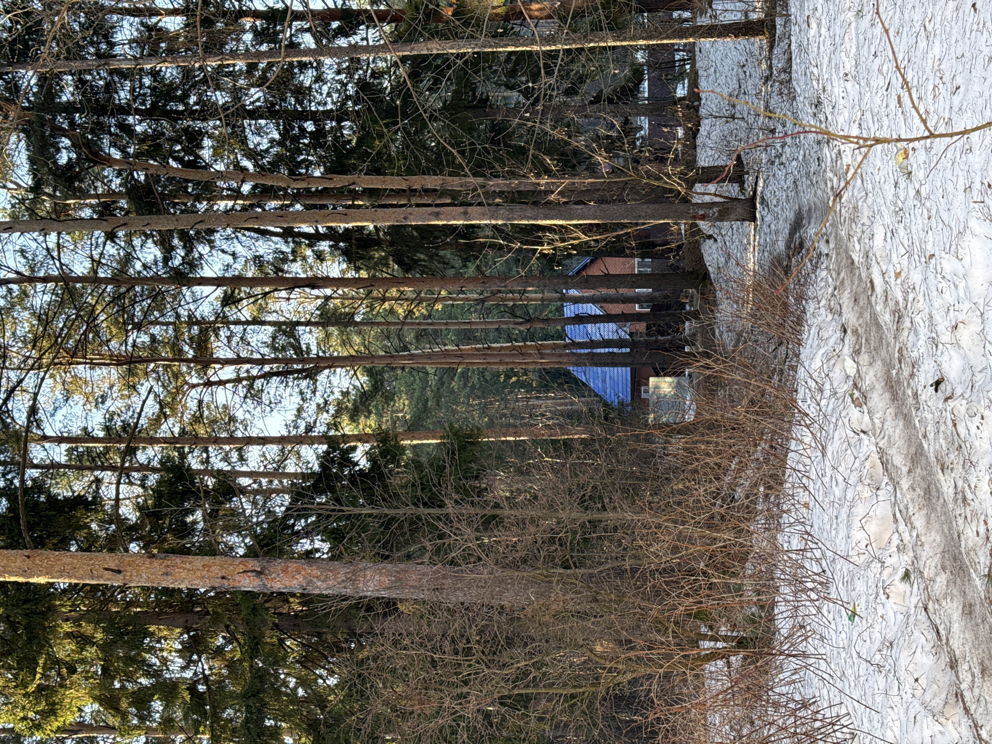 The image shows a snow-covered forest edge in what appears to be a residential area. Tall, bare trees line the edge of the forest, their trunks vertical and reaching upwards. Beyond the trees, a building with a blue roof is visible. A snow-covered path runs along the edge of the forest, with bare shrubs and brush covering the area between the trees and the path. The location is specified as the city of Chaikovsky, Russia.