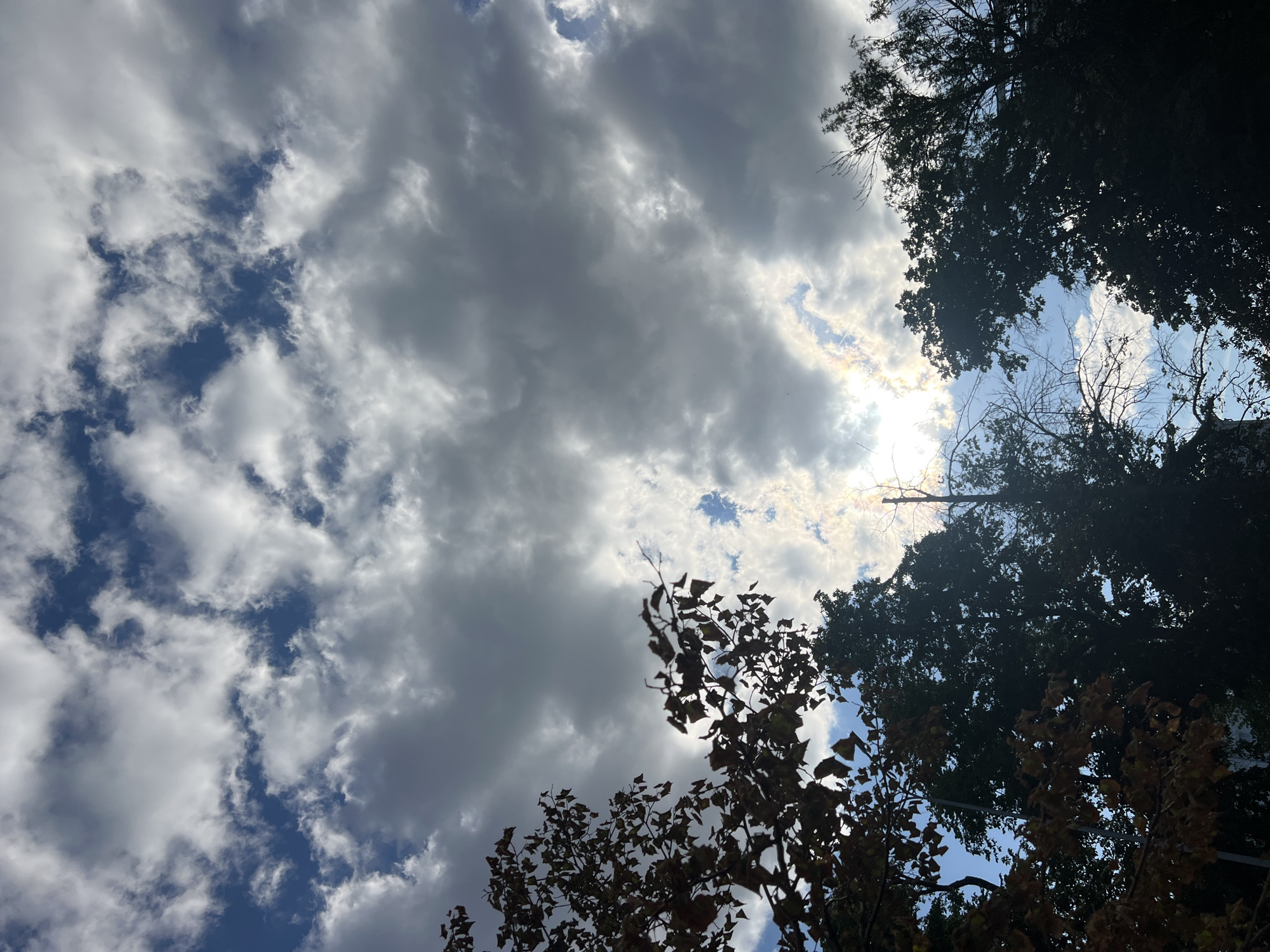 This is a low-angle, full-shot, outdoor, daytime photograph taken in Ulyanovsk, Russia. The image captures a view looking upwards towards a sky filled with a mix of dark, grey clouds and brighter, white clouds, with patches of blue sky visible. The sun is partially obscured by the clouds, creating a bright, hazy effect with some iridescent colors, possibly indicating a sun dog or similar atmospheric phenomenon. Silhouetted against the sky are the tops of trees. On the left side of the frame, a tree with brown and green leaves, suggesting autumn foliage, is prominent. To the right and center, other trees with dark green foliage are visible, some appearing much darker and denser. There are no people or animals visible in the image. The scene appears to be in a natural or park-like setting within the city.