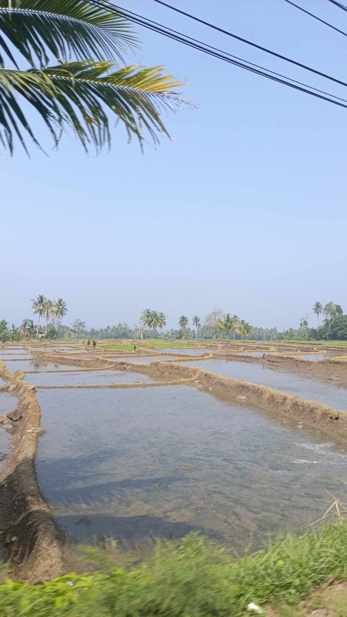 A landscape image shows a body of water with some reflections. The image depicts rice paddies in the city of Terbaya, Indonesia. The water in the paddies is shallow and reflects the sky, creating a slightly hazy effect. The paddies are divided by earthen dikes, and some areas are planted with young green rice shoots. In the background, a line of palm trees and other vegetation stretches across the horizon. The sky is a clear, light blue. In the foreground, there is a blurry view of green foliage, suggesting the image was taken from a moving vehicle. There are no people visible in the image.