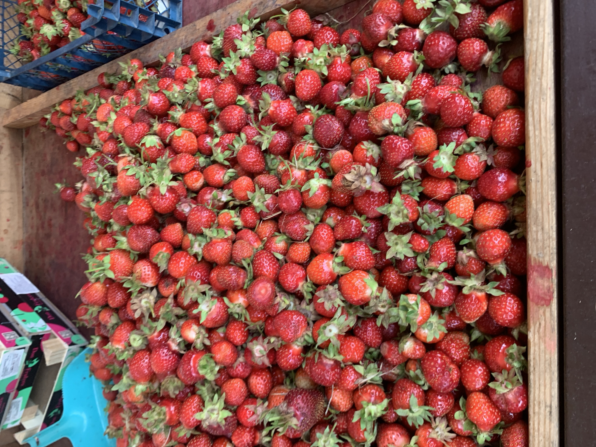 A close-up, high-angle shot shows a large quantity of fresh strawberries piled in a wooden crate. The strawberries are a vibrant red, with some showing slight imperfections or variations in size and shape. Green stems and leaves are visible on many of the fruits. In the background, out-of-focus cardboard boxes and a blue plastic scoop suggest a market or agricultural setting. The overall impression is one of abundance and freshness, likely from a farmers' market. The image is not specific to Minsk, Belarus, and contains no visible information to indicate its location within the city.