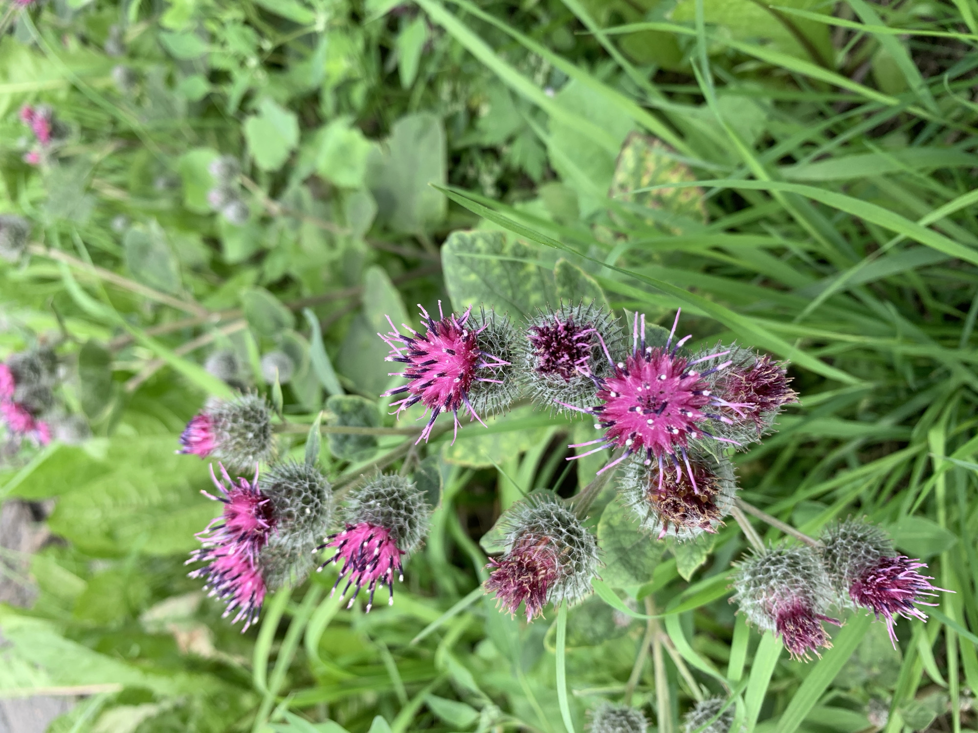 The image shows a close-up of burdock plants with their distinctive purple flowers and spiky seed heads. The plants are growing in a natural setting, surrounded by green grass and foliage. The lighting suggests it is daytime, likely outdoors. The image appears to be taken in a slightly overgrown area, possibly a field, park, or verge. No people or animals are visible. The focus is on the intricate details of the burdock flowers and seed heads. The background is softly blurred, drawing attention to the foreground subjects. The overall impression is one of wild, natural growth. There is no information within the image that would allow for a specific location within Prokopyevsk, Russia.