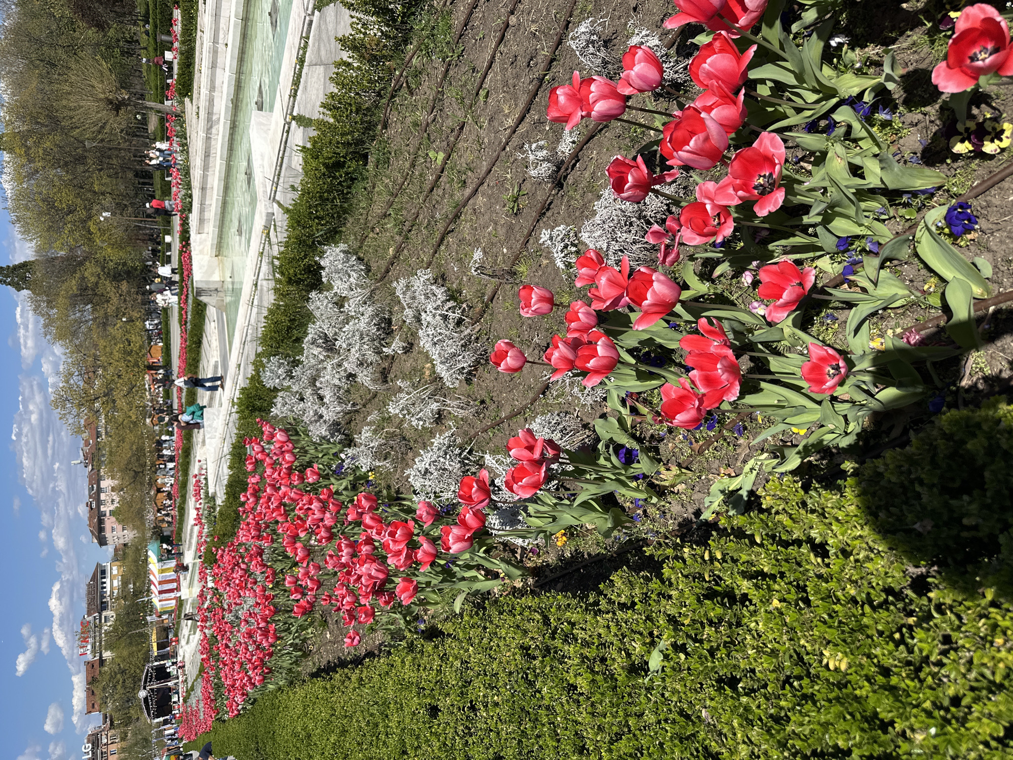 The image shows a row of red tulips in a park in Sofia, Bulgaria. The tulips are planted in a flowerbed next to a green hedge. There are other plants in the flowerbed, including some with silver foliage and small purple and yellow flowers. In the background, there is a fountain, trees, buildings, and people walking around. The sky is blue with some clouds. There is also a stage and tents that suggests a market or fair is taking place in the city.