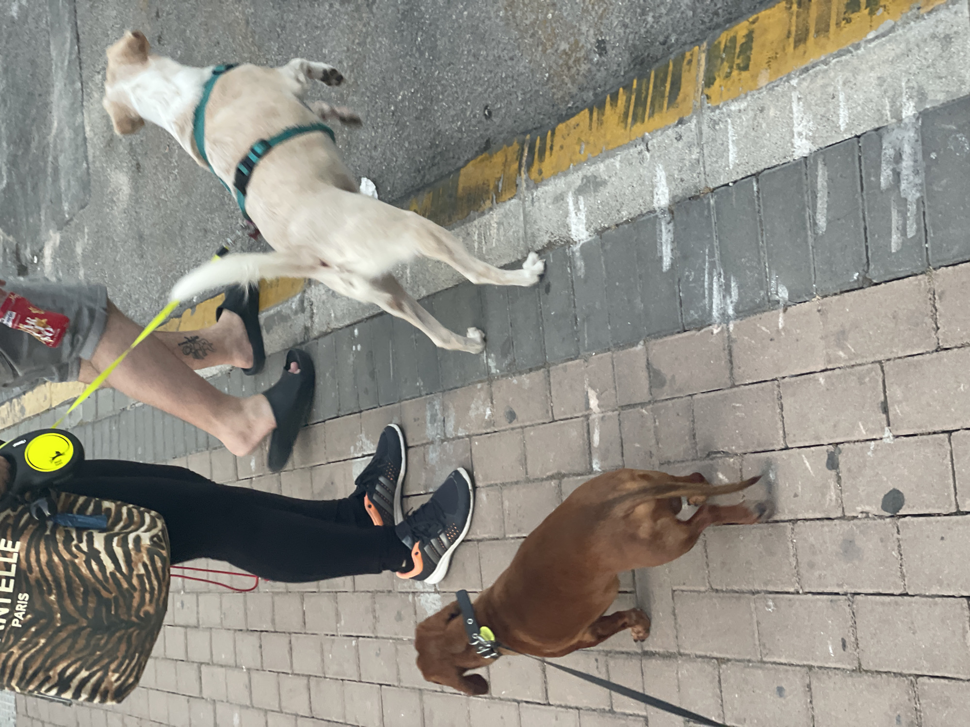 The image depicts a street scene in La Línea De La Concepción, Spain. Two individuals are walking their dogs. One person, wearing grey shorts and black sandals, is accompanied by a light-colored dog wearing a teal harness. The dog is on a yellow leash that extends towards the viewer. The second person, wearing black leggings and black and orange athletic shoes, is walking a brown dog on a black leash. This dog is wearing a black collar with a yellow tag. A large tote bag with a black and brown animal print pattern and text that reads "CHANTELLE PARIS" rests near the person in black leggings. The ground is paved with brick-like stones and concrete. A yellow line marking is visible on the concrete surface. The scene appears to be outdoors during the daytime, with no specific indication of the weather.