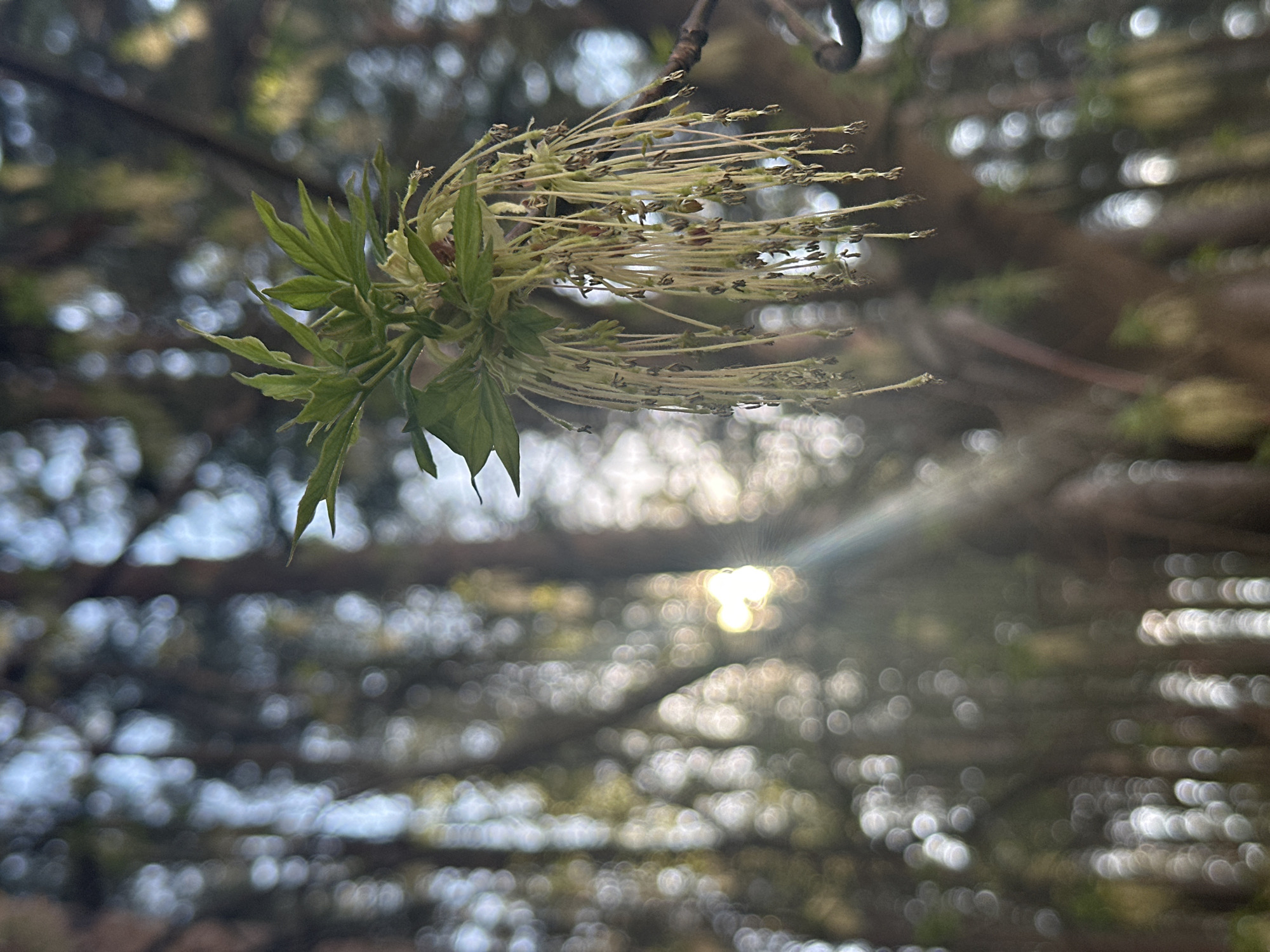The image shows a close-up of a tree branch with emerging green leaves and elongated, light-colored catkins. The background is out of focus, consisting of trees and foliage blurred into bokeh with bright sunlight filtering through. The location is difficult to ascertain definitively as Chaikovsky, Russia, based solely on the image content. The presence of specific tree species common to that region might provide further clues.