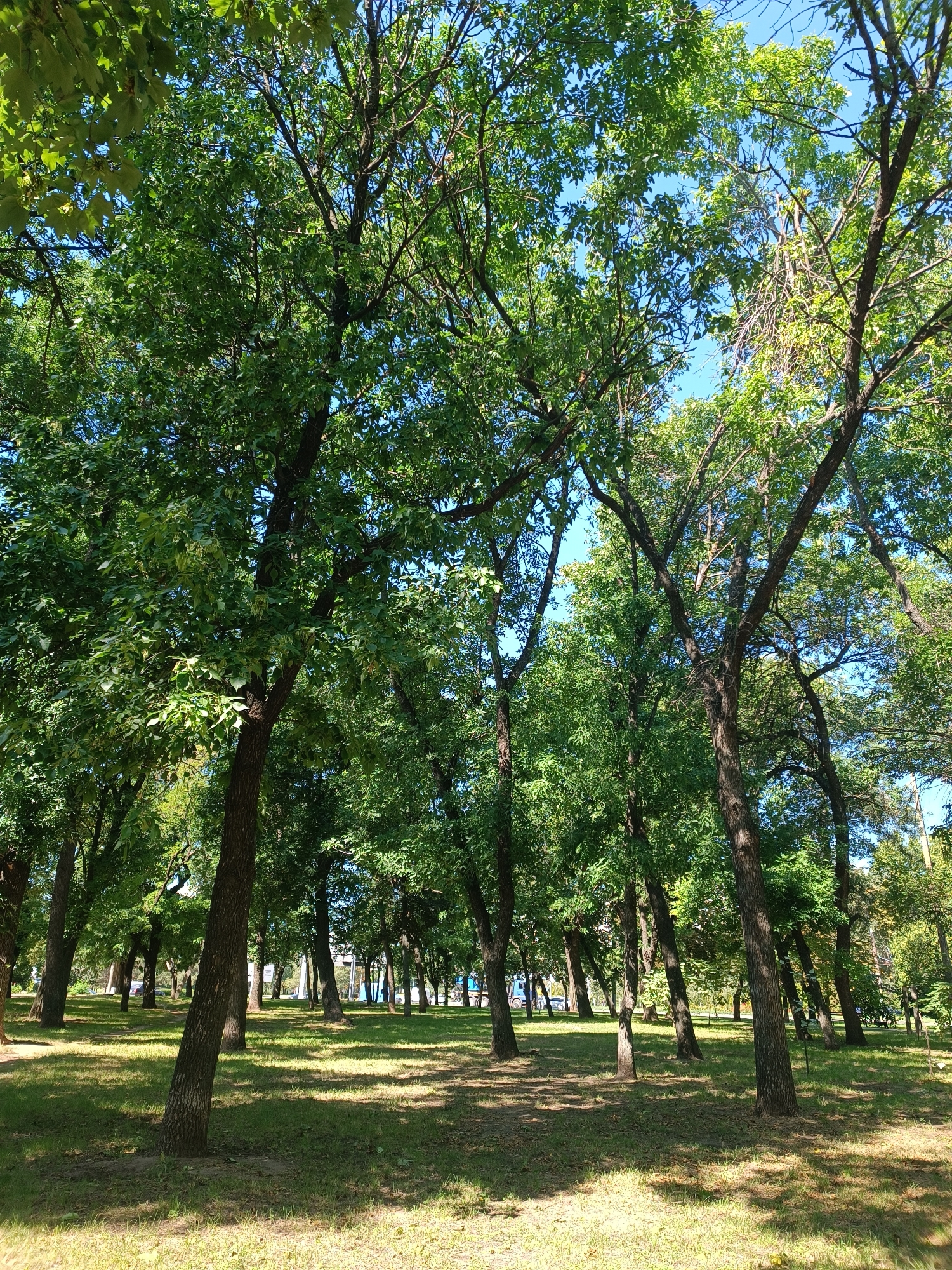 This image depicts a park setting with numerous mature trees casting shadows on a grassy area. The trees are dense, with green foliage, and their branches extend towards a clear blue sky. The ground is covered in green grass with some areas of dry leaves and patches of sunlight filtering through the canopy. In the background, through the trees, hints of buildings and possibly a road with a vehicle are visible. The overall impression is a sunny day in a well-established park.