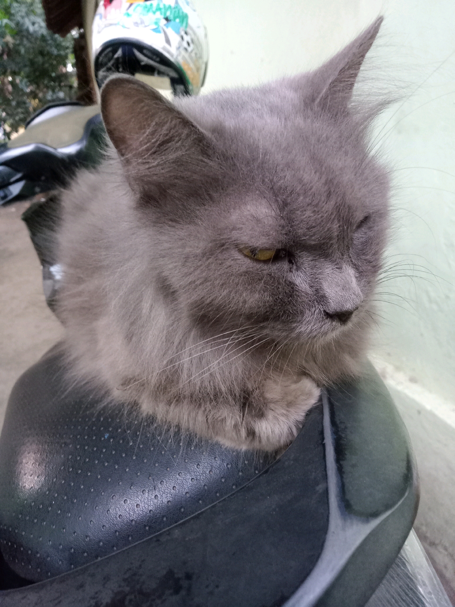 A medium shot shows a fluffy, grey cat resting on a black motorcycle seat. The cat is facing to the right, with its eyes partially closed and its head tilted slightly. Its fur is long and soft, and its ears are pointed upwards. The motorcycle seat has a textured surface with many small holes. In the background, a white helmet with colorful graphics is visible, along with some greenery and a light-colored wall. The scene appears to be outdoors, possibly in a residential area or a parking lot. The cat's relaxed posture suggests it is comfortable and at ease. The lighting is natural, with soft shadows indicating an overcast day or the shade of a structure.